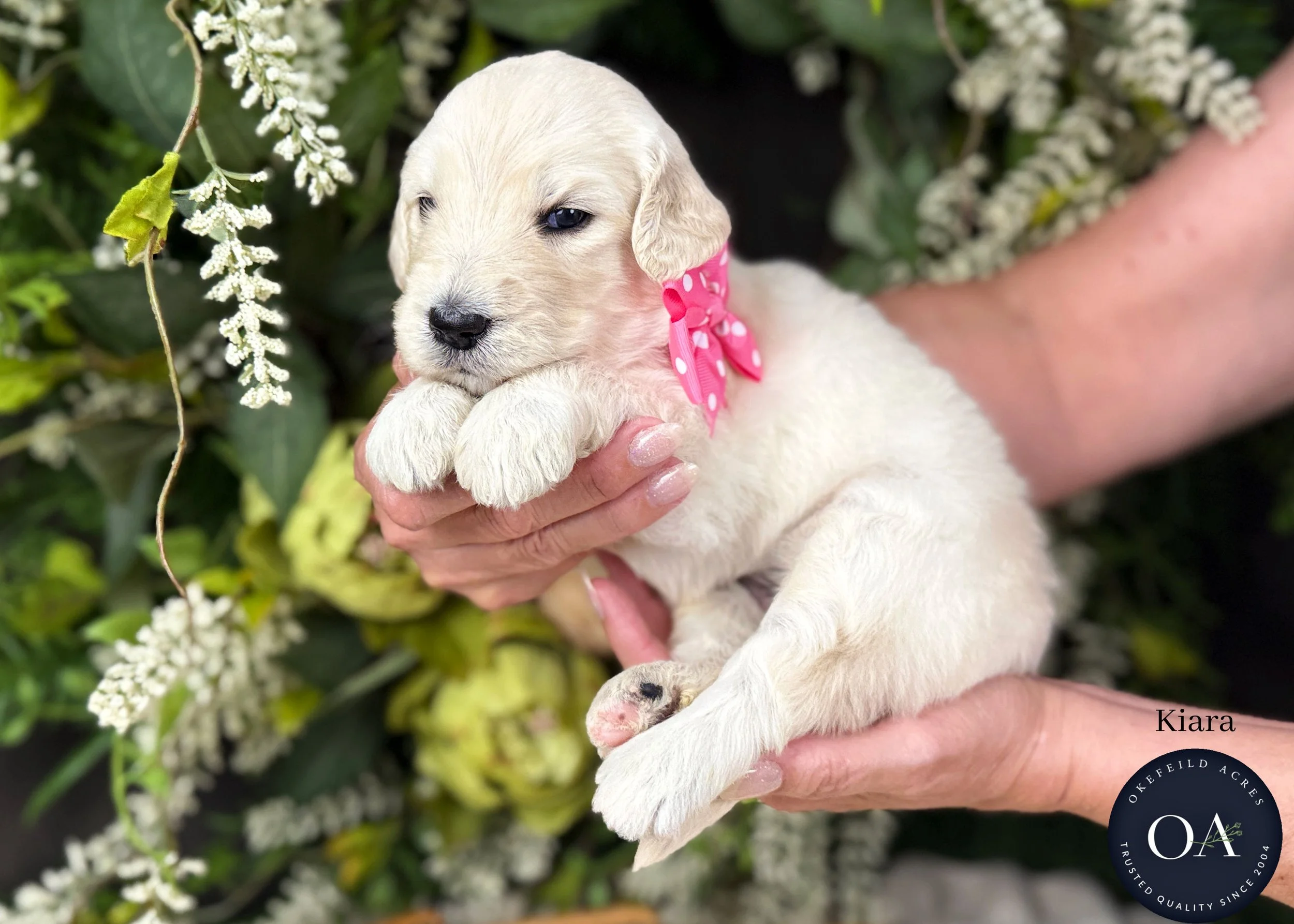 Kiara-Kateryna-F1-Standard-English-Teddy-Bear-Goldendoodle-Puppy-For-Sale-Okefeild-Acres-Missouri-1.jpg (Copy) (Copy) (Copy)