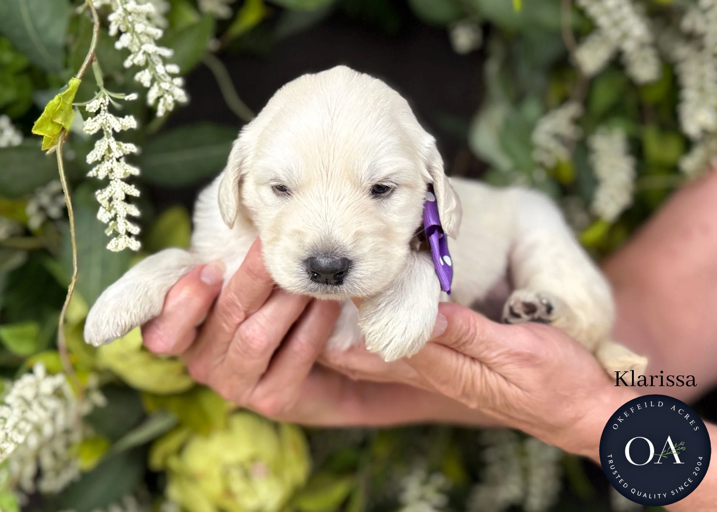 Klarissa-Kateryna-F1-Standard-English-Teddy-Bear-Goldendoodle-Puppy-For-Sale-Okefeild-Acres-Missouri-1.jpg (Copy) (Copy) (Copy)