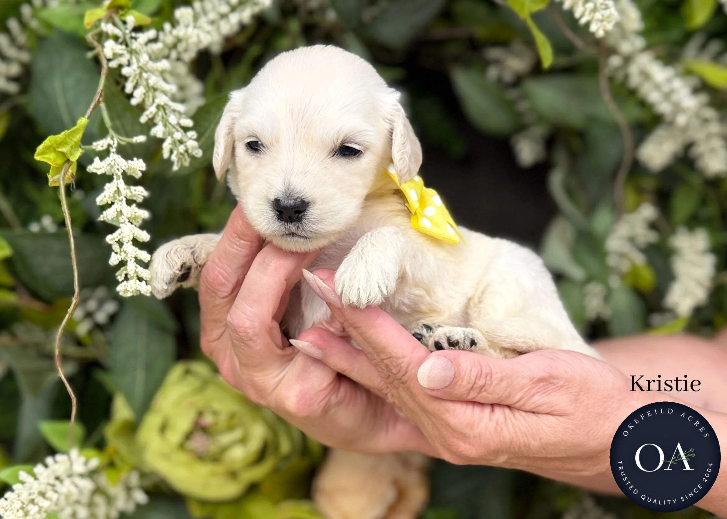 Kristie-Kateryna-F1-Standard-English-Teddy-Bear-Goldendoodle-Puppy-For-Sale-Okefeild-Acres-Missouri-1.jpg (Copy) (Copy) (Copy)