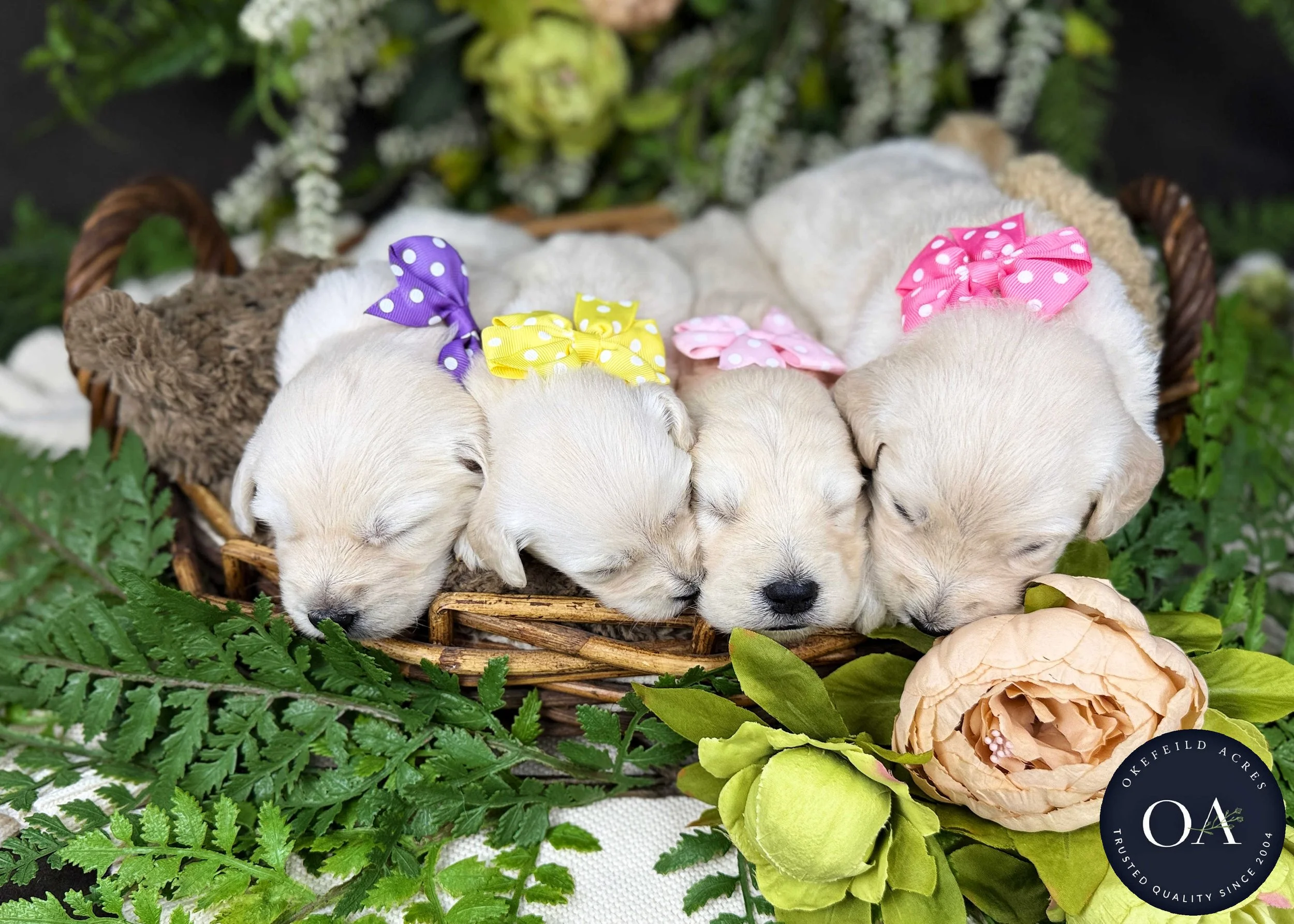 Kateryna-Female-F1-Standard-English-Teddy-Bear-Goldendoodle-Puppies-For-Sale-Okefeild-Acres-Missouri-1.jpg (Copy) (Copy) (Copy)