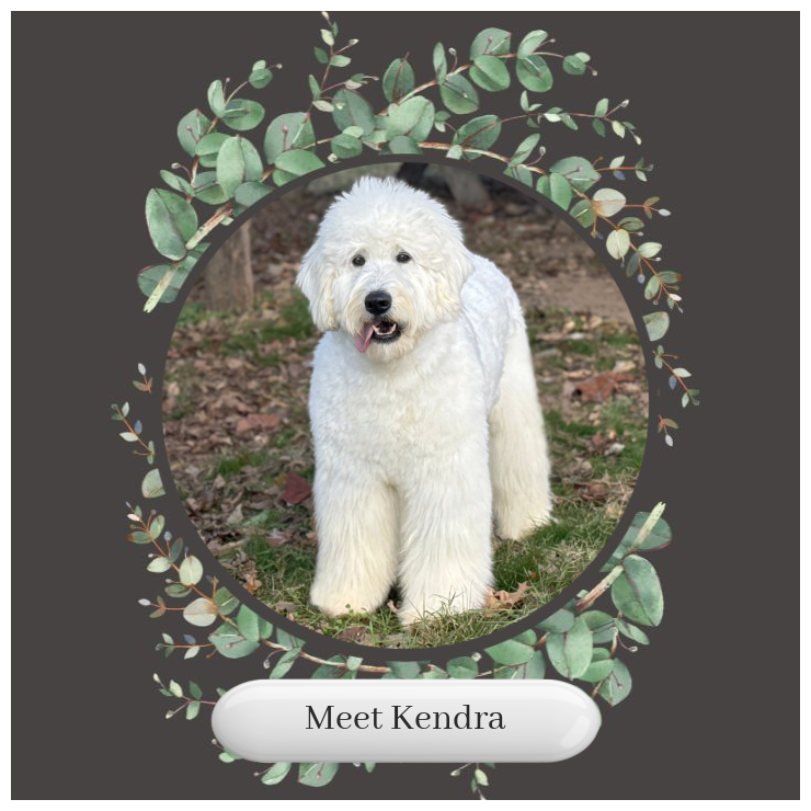 Meet-Kendra-F1-Standard-English-Teddy-Bear-Goldendoodle-Dam-Okefeild-Acres-Missouri.png