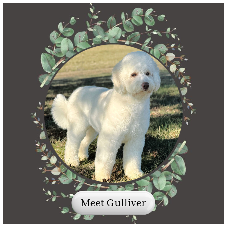 Gulliver