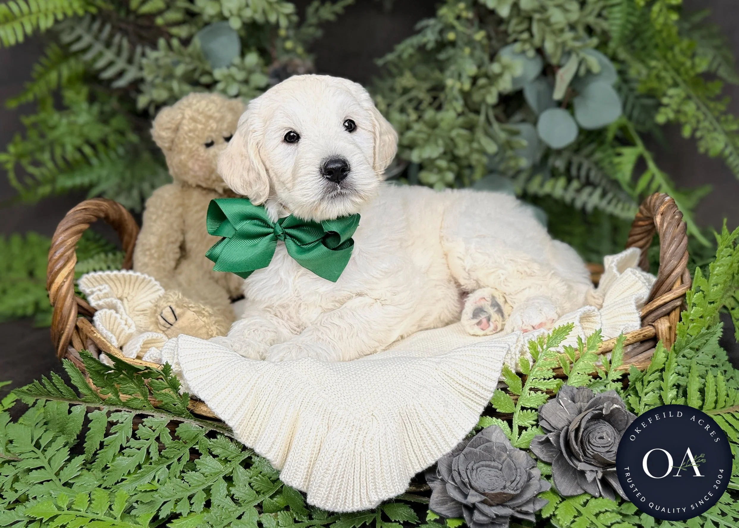 Cream-Kaden-Kendra-F1b-Mini-English-Teddy-Bear-Goldendoodle-Puppies-For-Sale-Okefeild-Acres-Missouri-4 (1).jpg