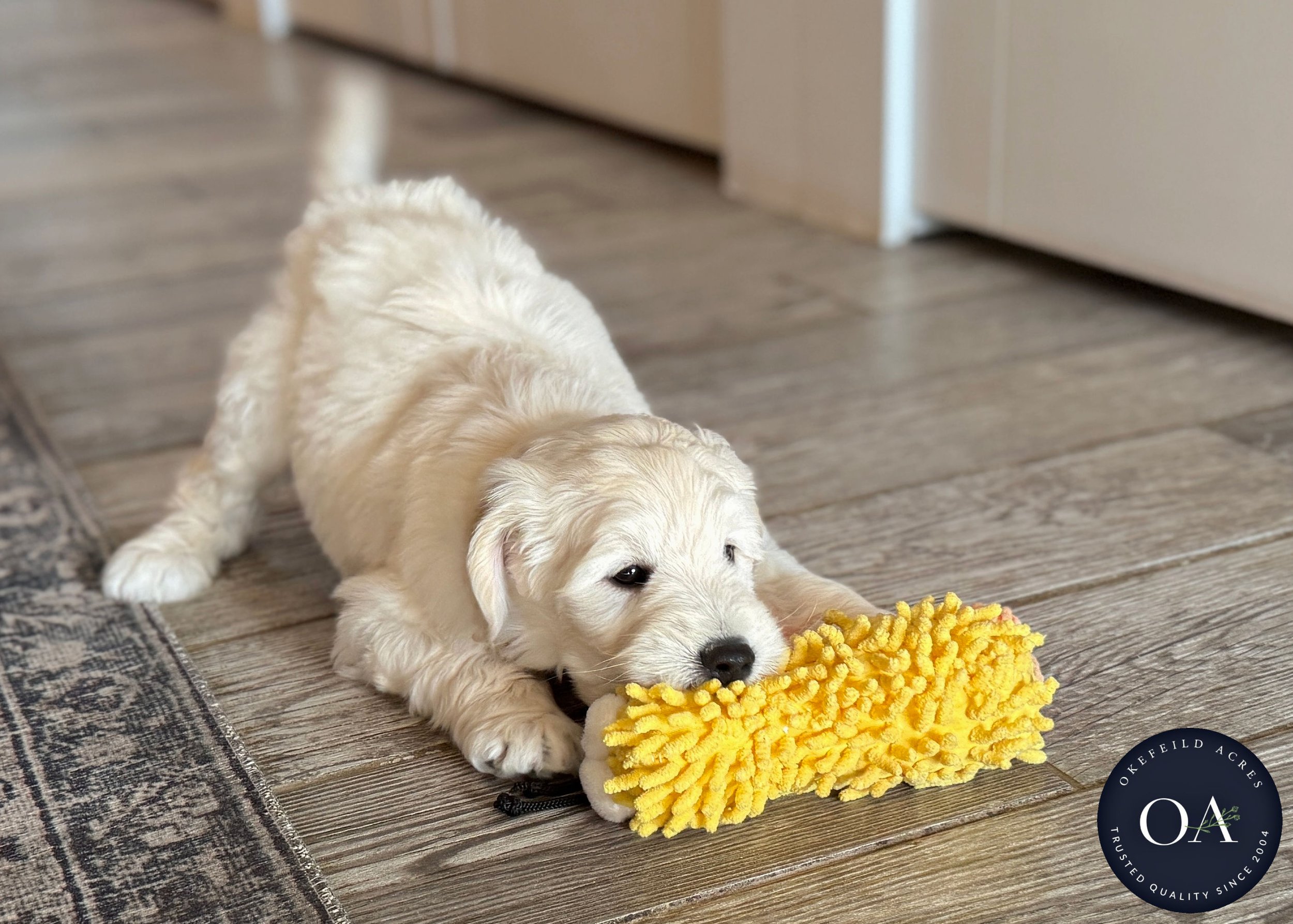 Cream-Kaden-Kendra-F1b-Mini-English-Teddy-Bear-Goldendoodle-Puppies-For-Sale-Okefeild-Acres-Missouri-6 (1).jpg
