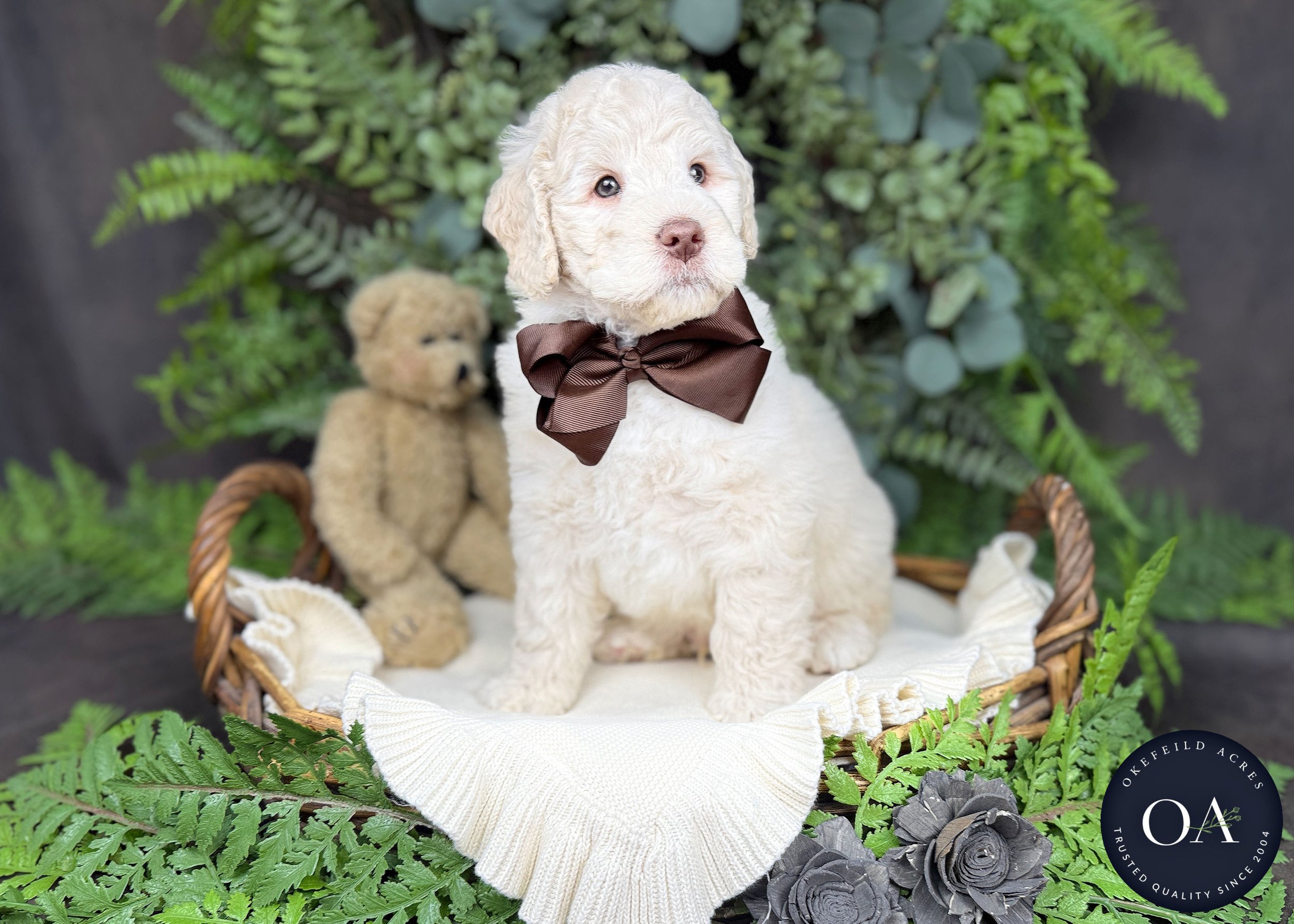 Cream-Kobi-Kendra-F1b-Mini-English-Teddy-Bear-Goldendoodle-Puppies-For-Sale-Okefeild-Acres-Missouri-2 (1).jpg