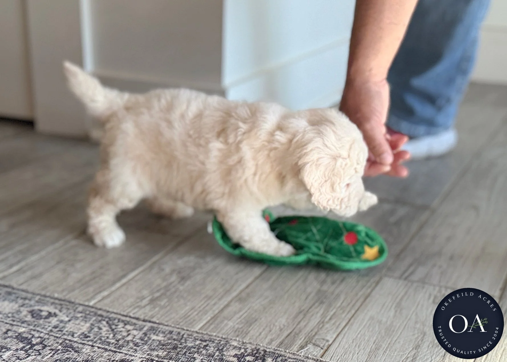 Cream-Kobi-Kendra-F1b-Mini-English-Teddy-Bear-Goldendoodle-Puppies-For-Sale-Okefeild-Acres-Missouri-7 (1).jpg