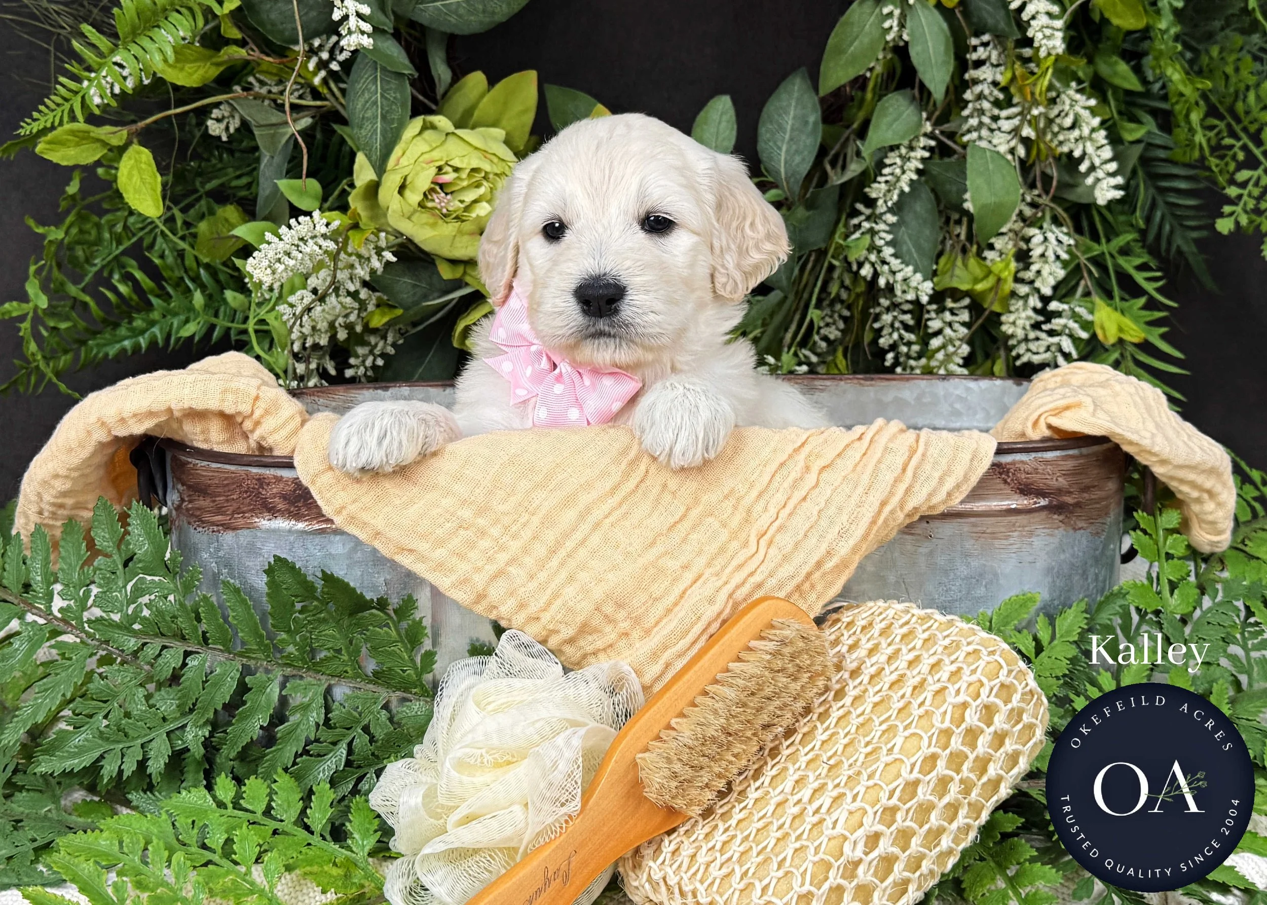 Kalley-F1-Standard-English-Teddy-Bear-Goldendoodle-Puppy-For-Sale-Okefeild-Acres-Missouri-1.jpg (Copy) (Copy) (Copy)