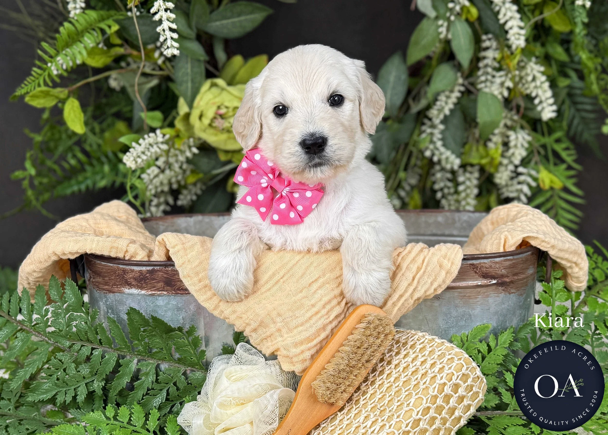 Kiara-F1-Standard-English-Teddy-Bear-Goldendoodle-Puppy-For-Sale-Okefeild-Acres-Missouri-1.jpg (Copy) (Copy) (Copy)