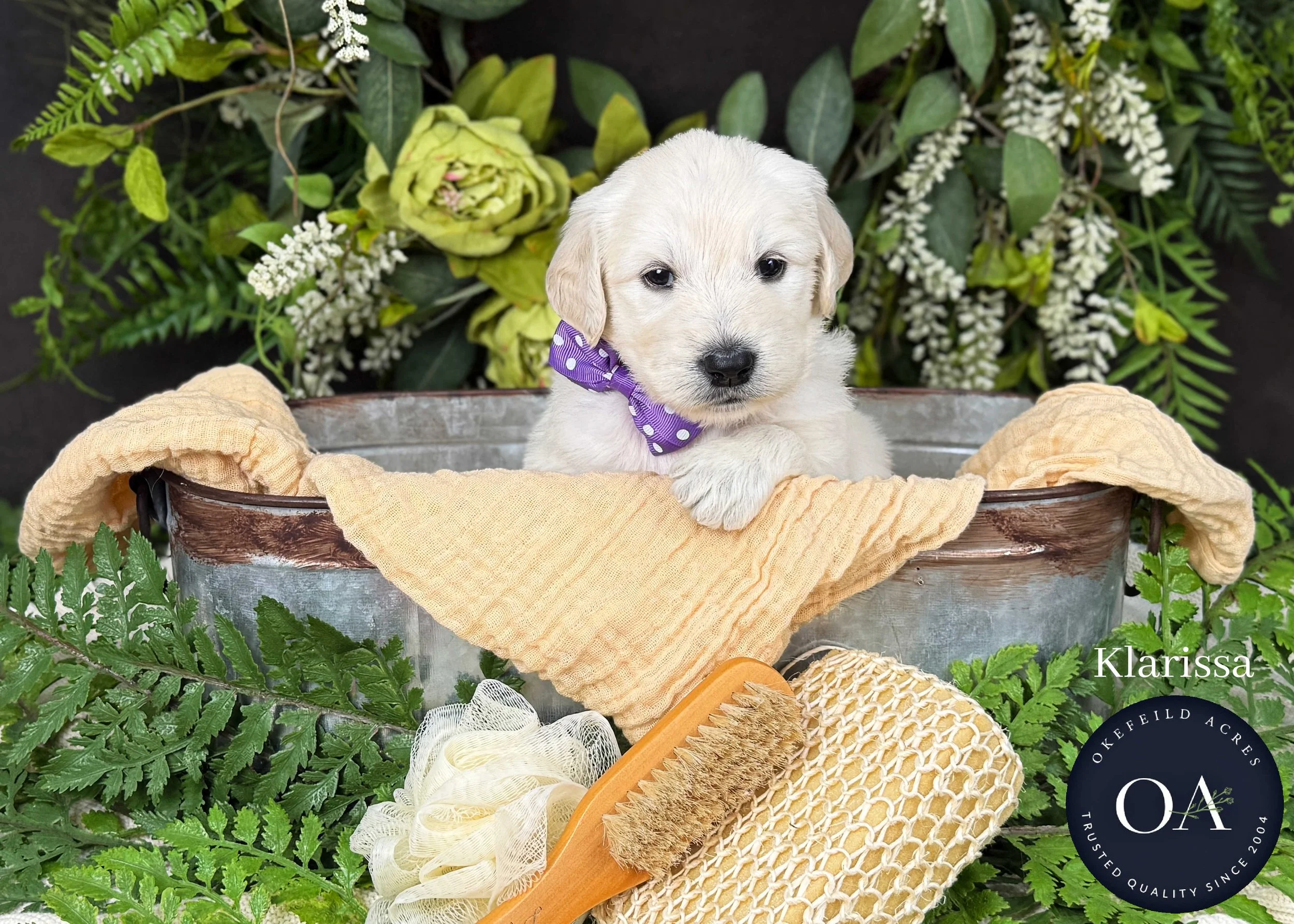 Klarissa-F1-Standard-English-Teddy-Bear-Goldendoodle-Puppy-For-Sale-Okefeild-Acres-Missouri-1.jpg (Copy) (Copy) (Copy)