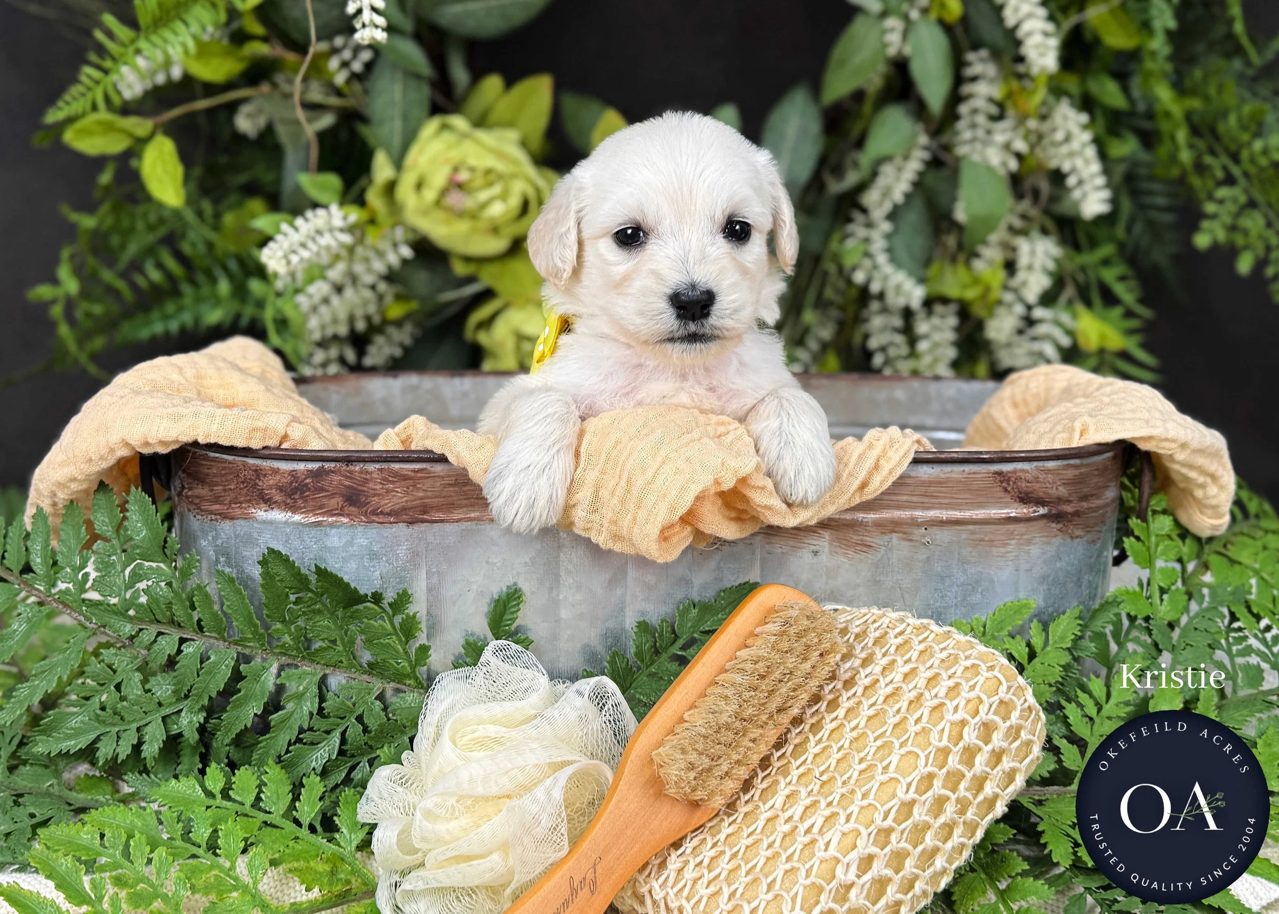 Kristie-F1-Standard-English-Teddy-Bear-Goldendoodle-Puppy-For-Sale-Okefeild-Acres-Missouri-1.jpg (Copy) (Copy) (Copy)