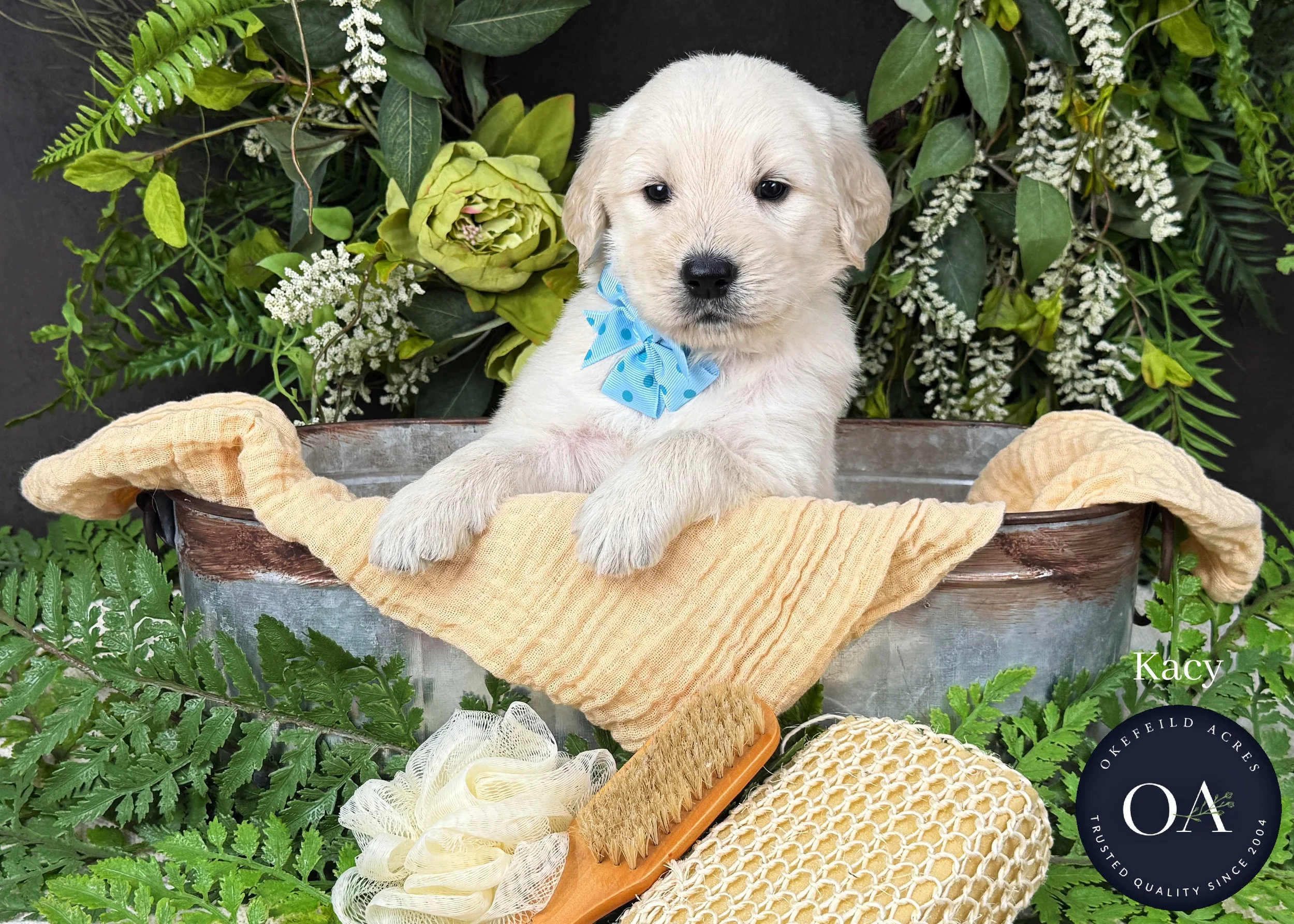 Kacy-F1-Standard-English-Teddy-Bear-Goldendoodle-Puppy-For-Sale-Okefeild-Acres-Missouri-1.jpg (Copy) (Copy)