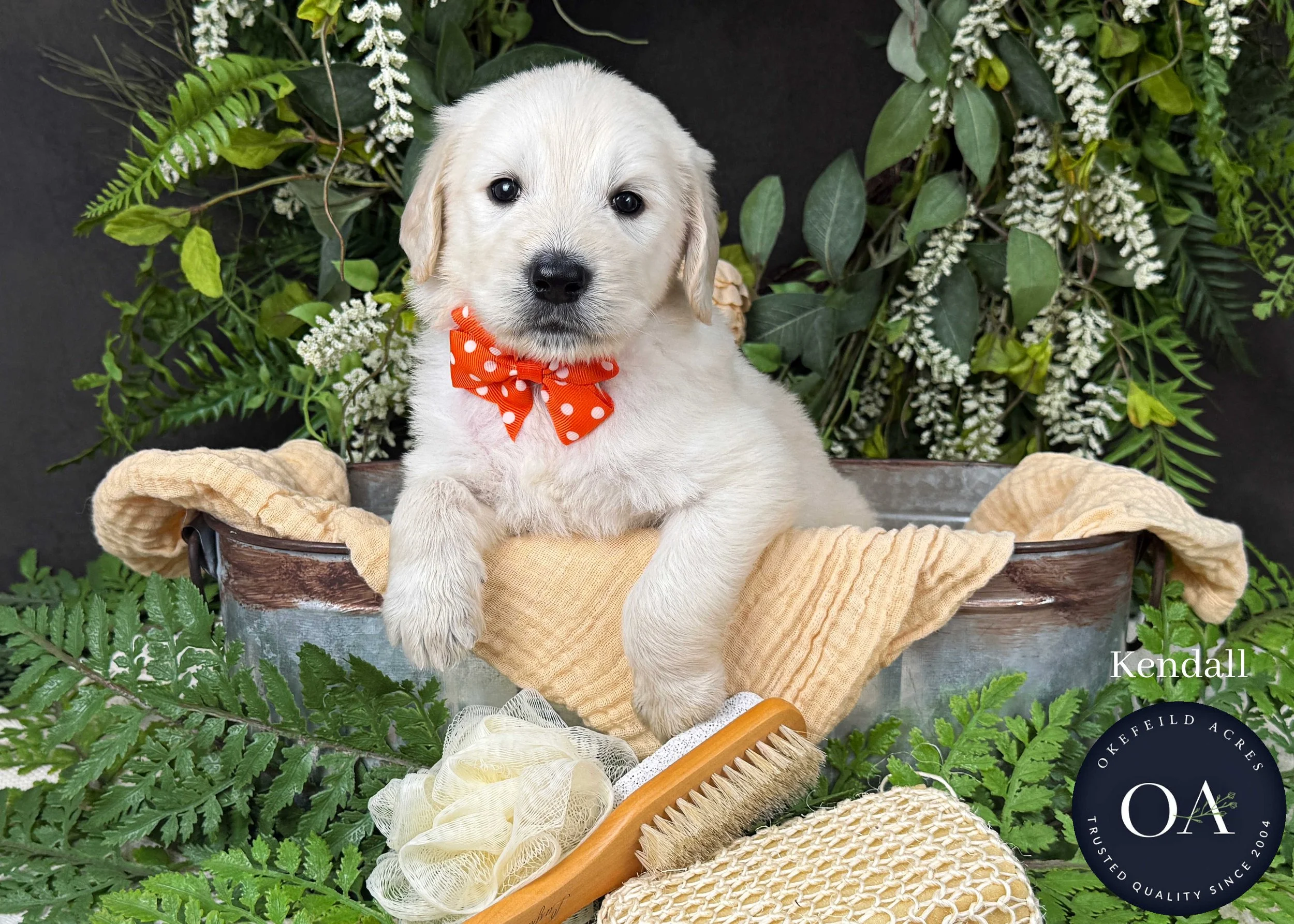 Kendall-F1-Standard-English-Teddy-Bear-Goldendoodle-Puppy-For-Sale-Okefeild-Acres-Missouri-1.jpg (Copy) (Copy)