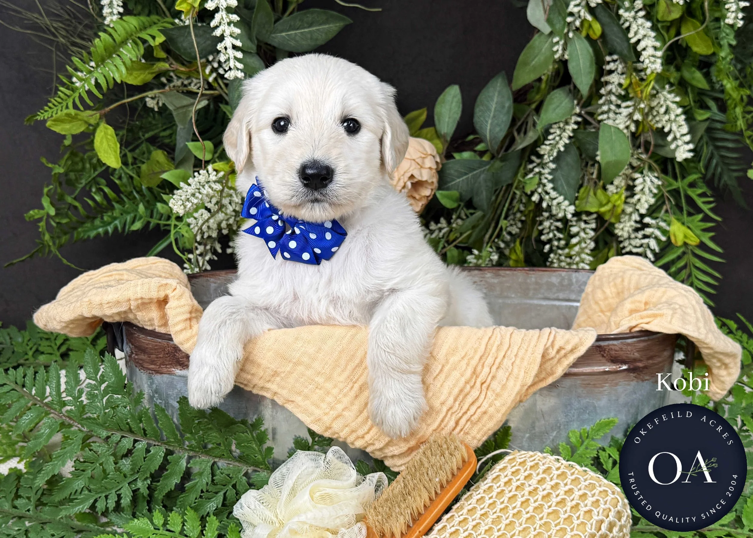 Kobi-F1-Standard-English-Teddy-Bear-Goldendoodle-Puppy-For-Sale-Okefeild-Acres-Missouri-1.jpg (Copy) (Copy)