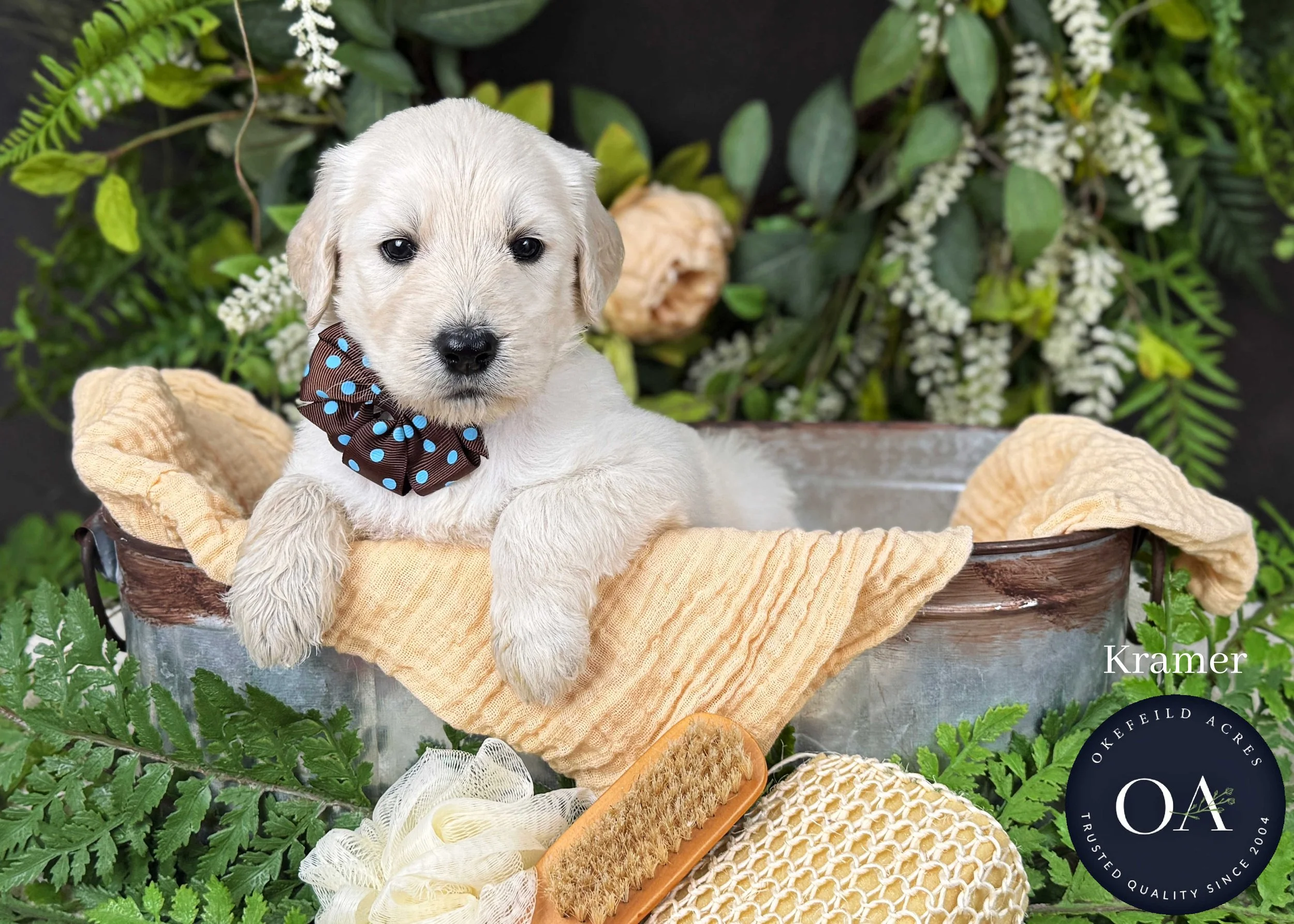 Kramer-F1-Standard-English-Teddy-Bear-Goldendoodle-Puppy-For-Sale-Okefeild-Acres-Missouri-1.jpg (Copy) (Copy)