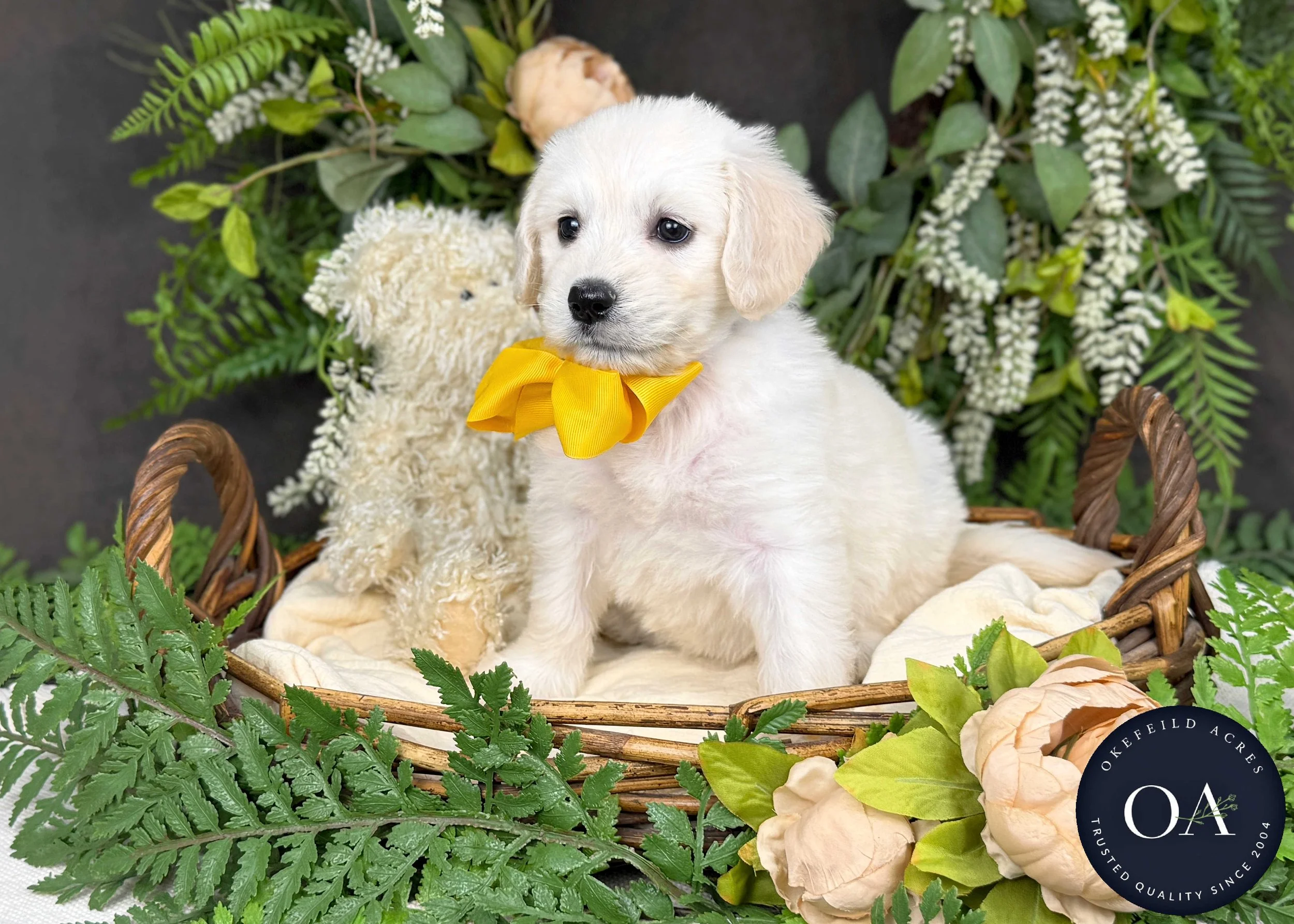 Kristie-Kateryna-F1-Standard-English-Teddy-Bear-Goldendoodle-Puppy-For-Sale-Okefeild-Acres-Missouri-1.jpg