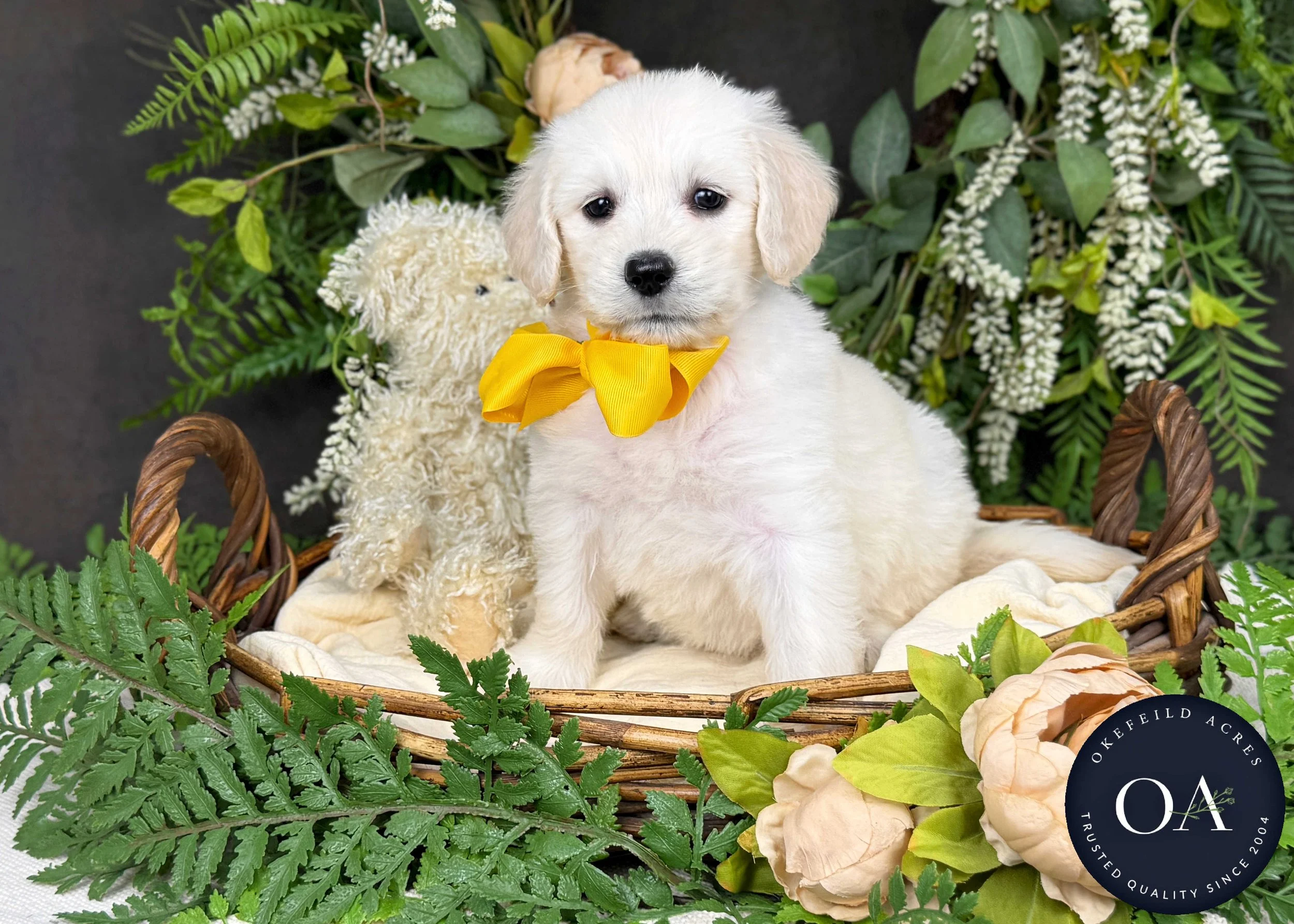 Kristie-Kateryna-F1-Standard-English-Teddy-Bear-Goldendoodle-Puppy-For-Sale-Okefeild-Acres-Missouri-2.jpg