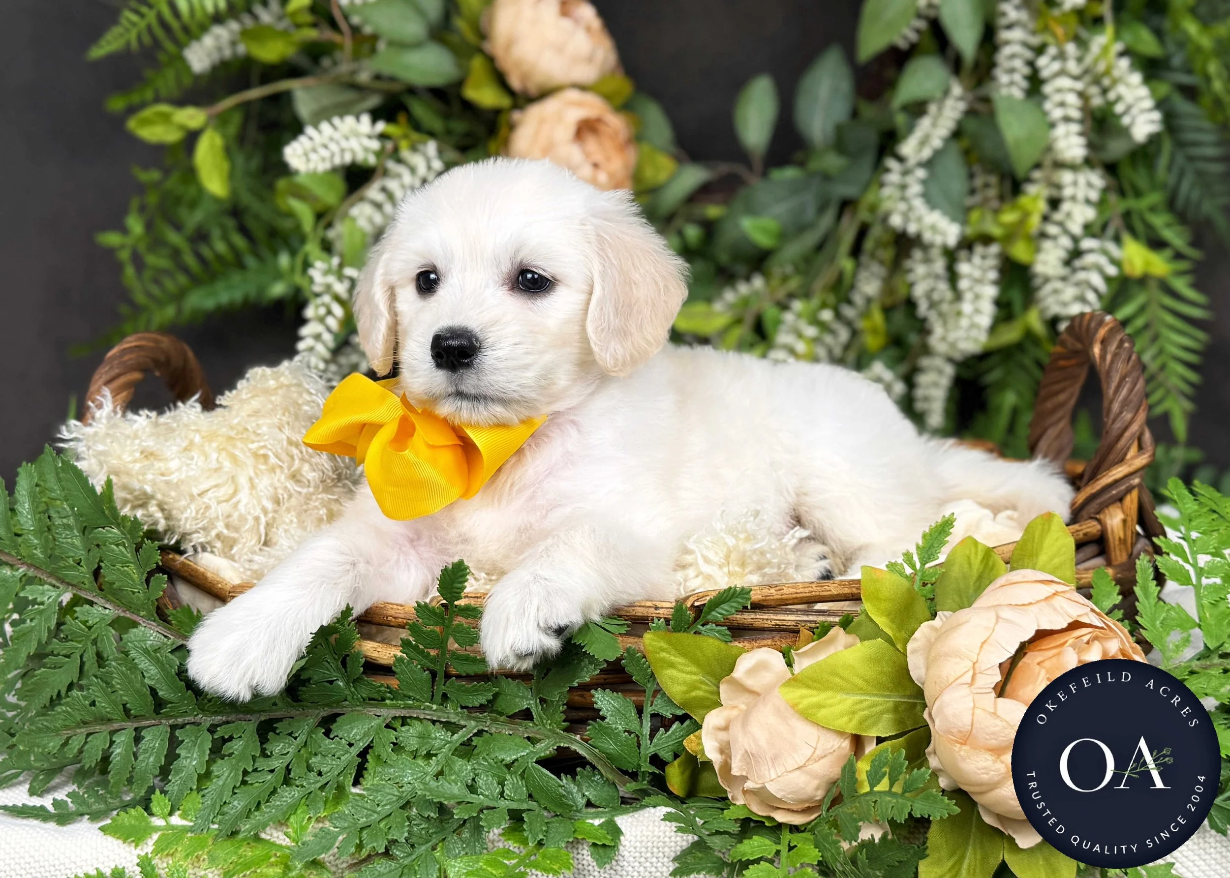 Kristie-Kateryna-F1-Standard-English-Teddy-Bear-Goldendoodle-Puppy-For-Sale-Okefeild-Acres-Missouri-3.jpg