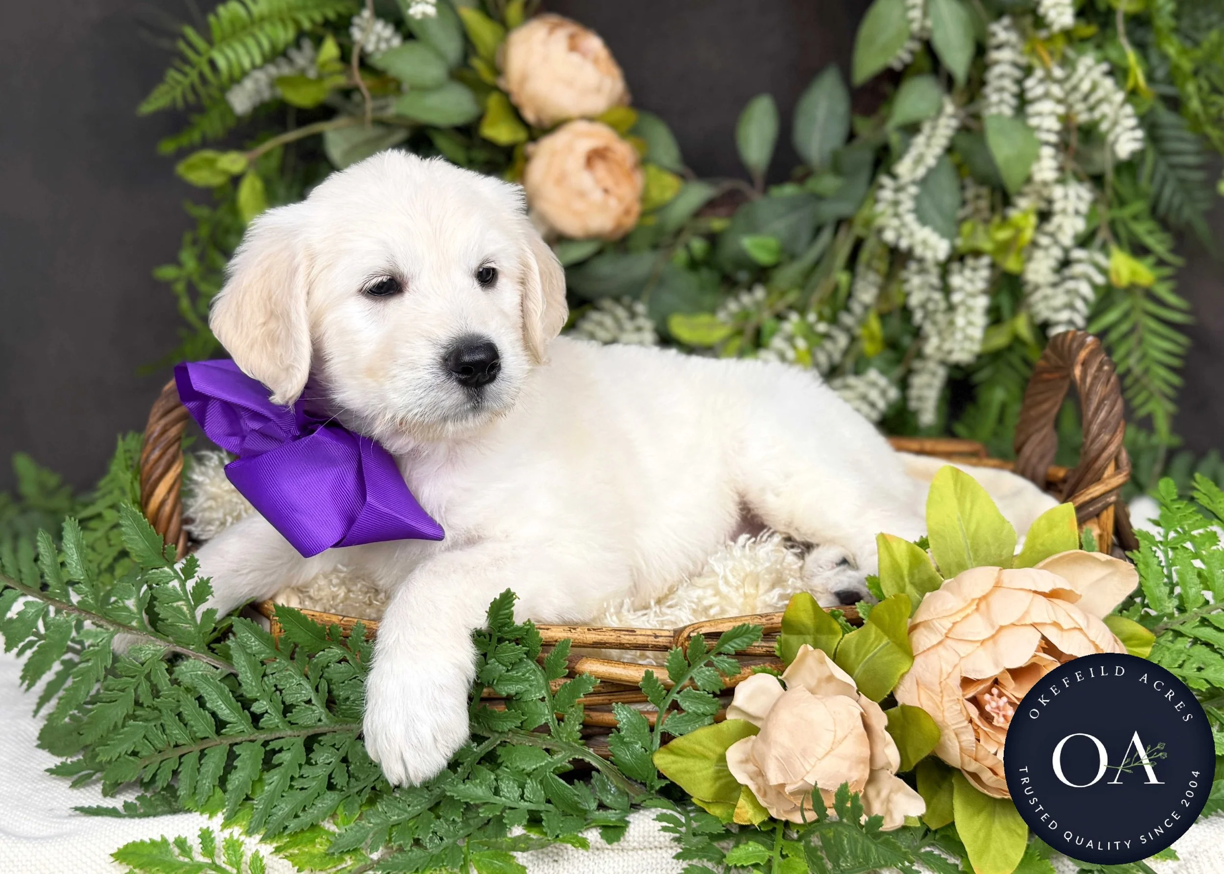 Klarissa-Kateryna-F1-Standard-English-Teddy-Bear-Goldendoodle-Puppy-For-Sale-Okefeild-Acres-Missouri-2.jpg