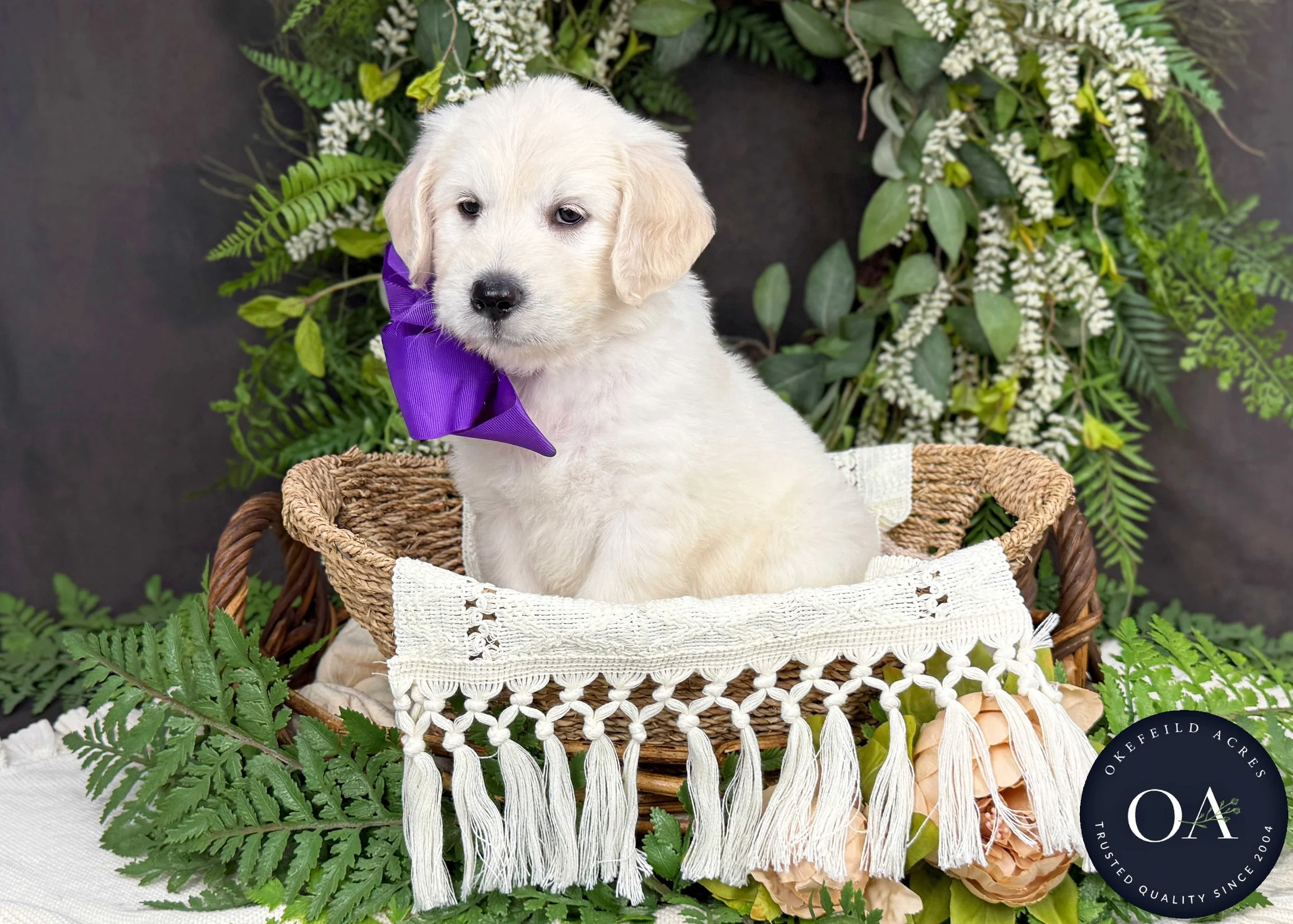 Klarissa-Kateryna-F1-Standard-English-Teddy-Bear-Goldendoodle-Puppy-For-Sale-Okefeild-Acres-Missouri-3.jpg