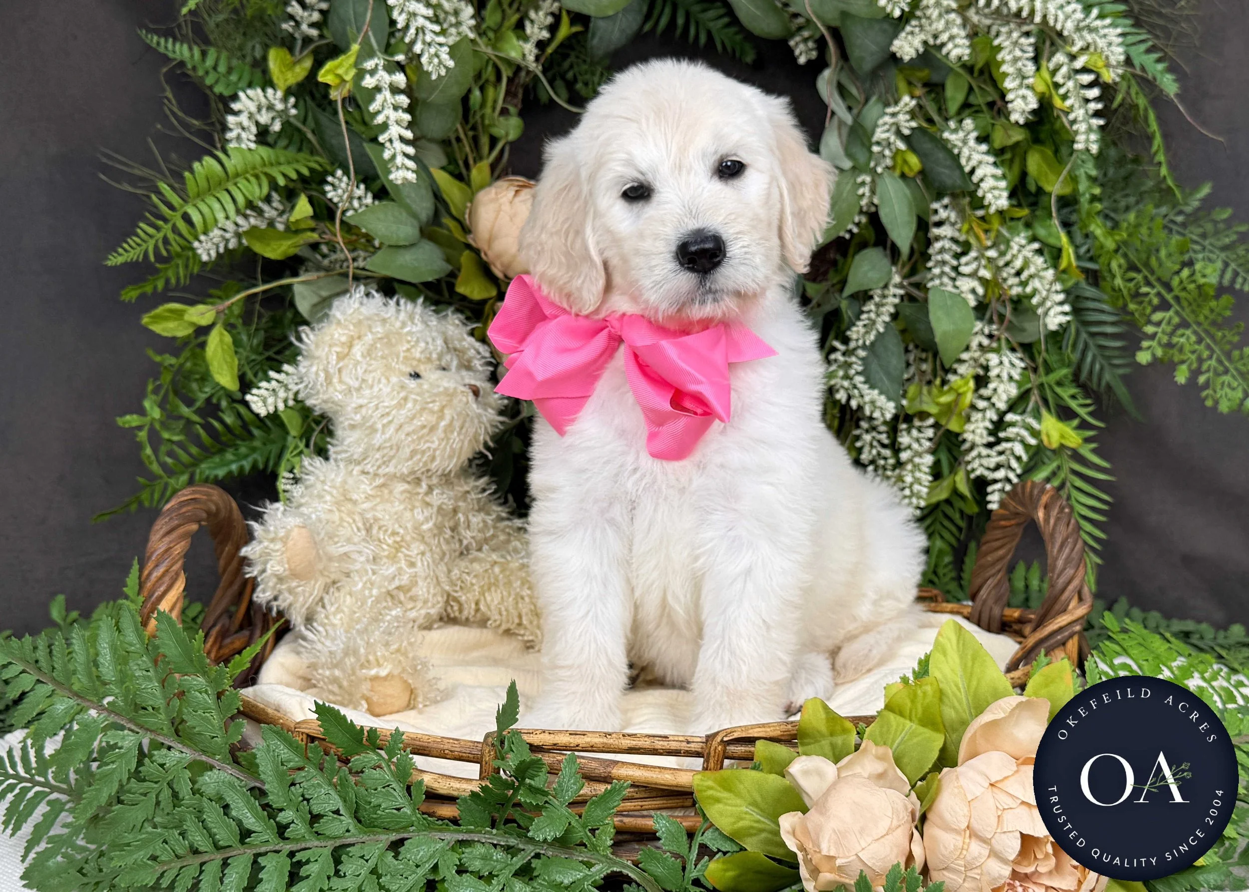 Kiara-Kateryna-F1-Standard-English-Teddy-Bear-Goldendoodle-Puppy-For-Sale-Okefeild-Acres-Missouri-1.jpg