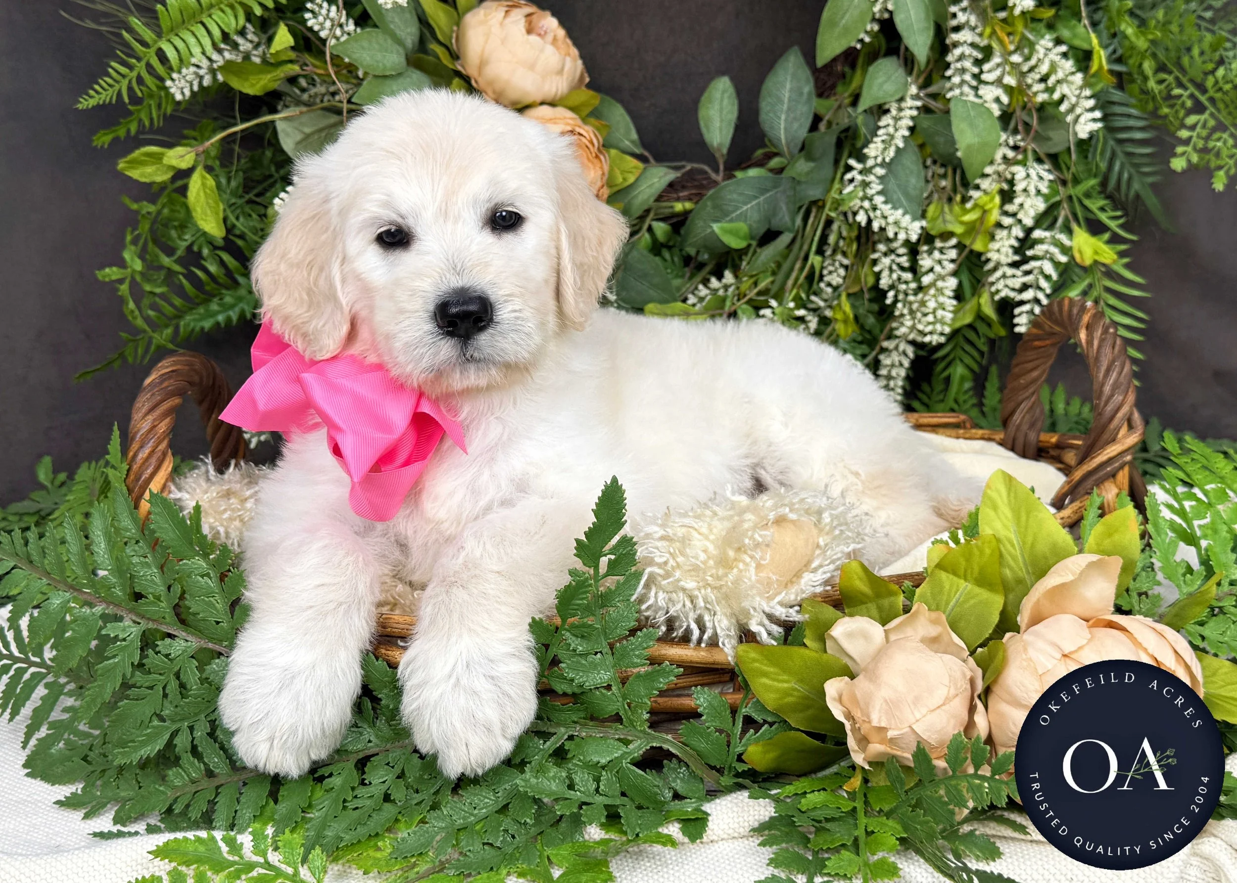 Kiara-Kateryna-F1-Standard-English-Teddy-Bear-Goldendoodle-Puppy-For-Sale-Okefeild-Acres-Missouri-3.jpg
