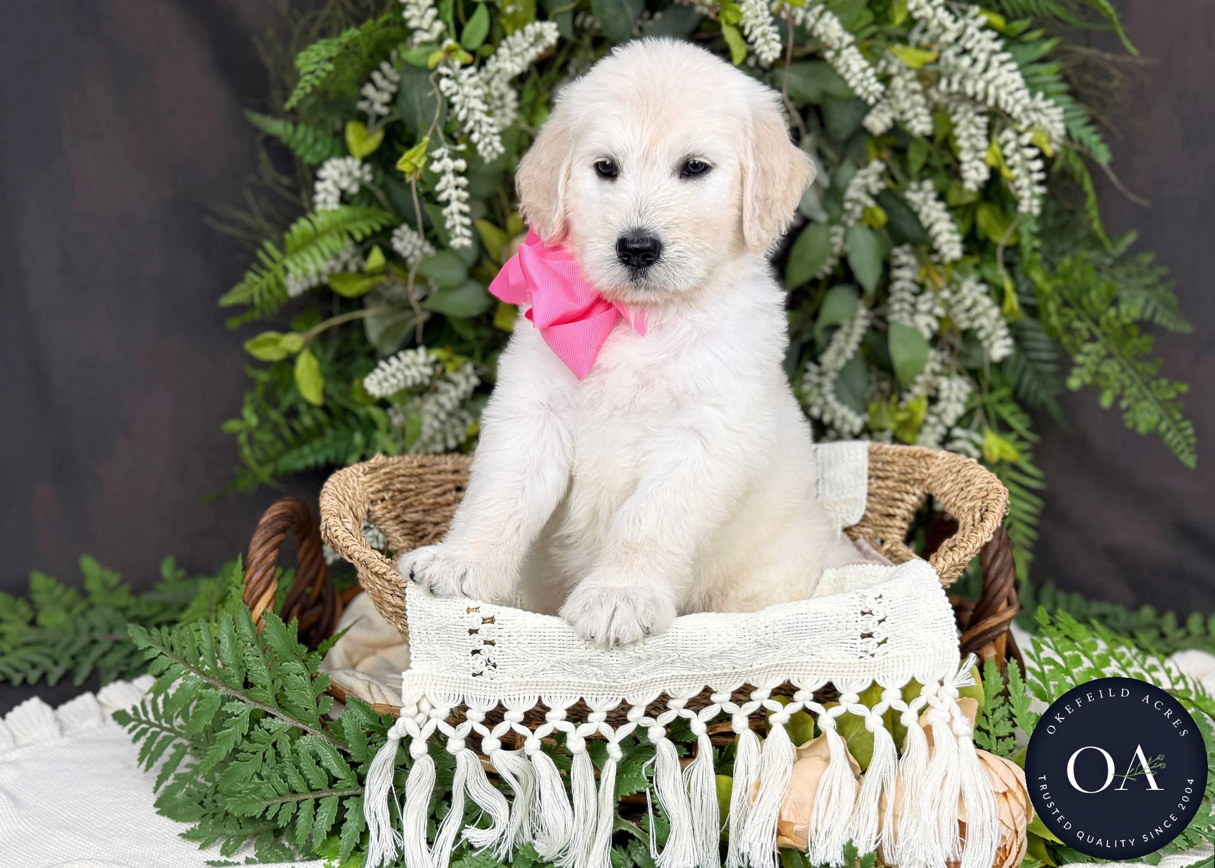 Kiara-Kateryna-F1-Standard-English-Teddy-Bear-Goldendoodle-Puppy-For-Sale-Okefeild-Acres-Missouri-4.jpg