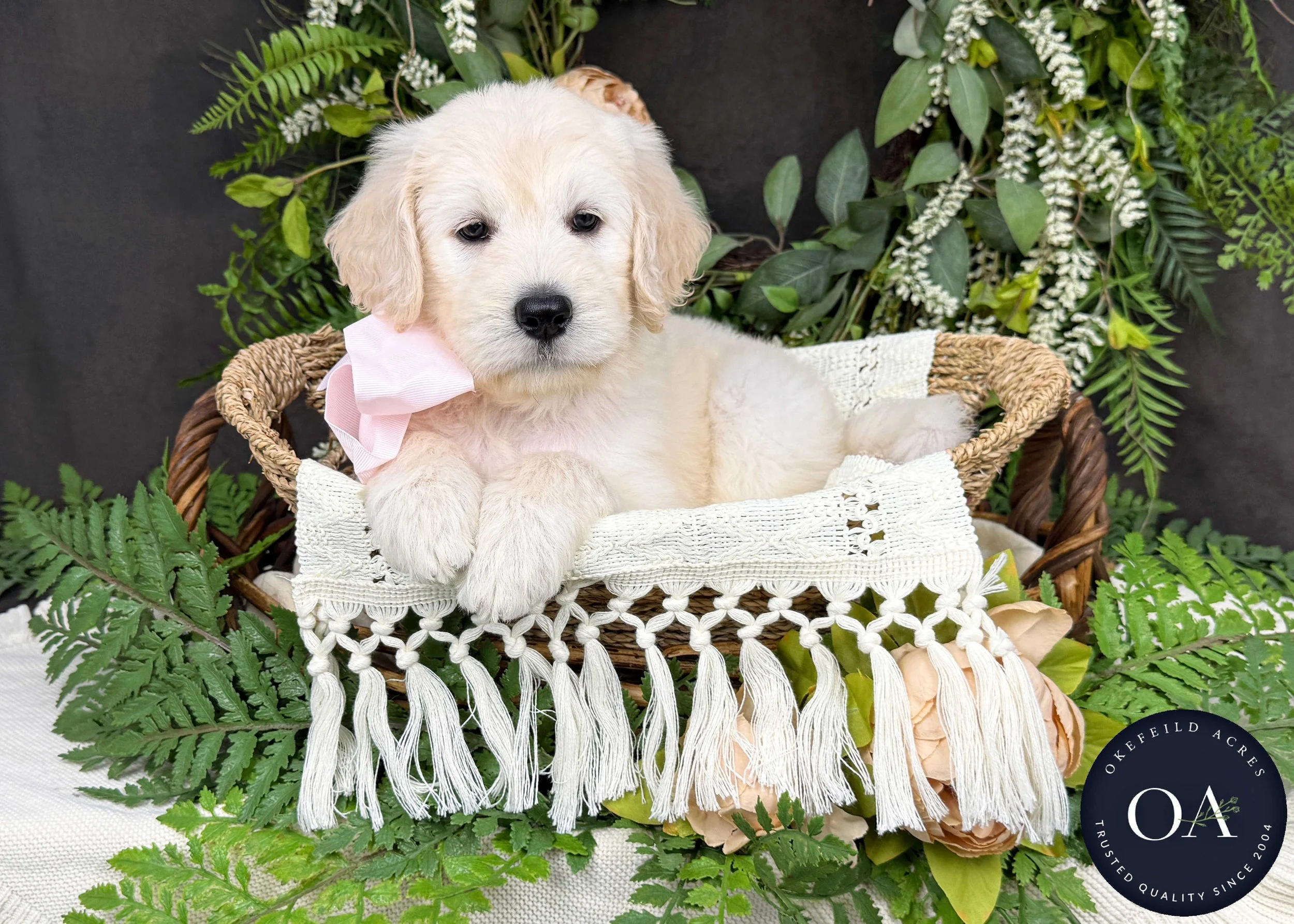 Kalley-Kateryna-F1-Standard-English-Teddy-Bear-Goldendoodle-Puppy-For-Sale-Okefeild-Acres-Missouri-4.jpg