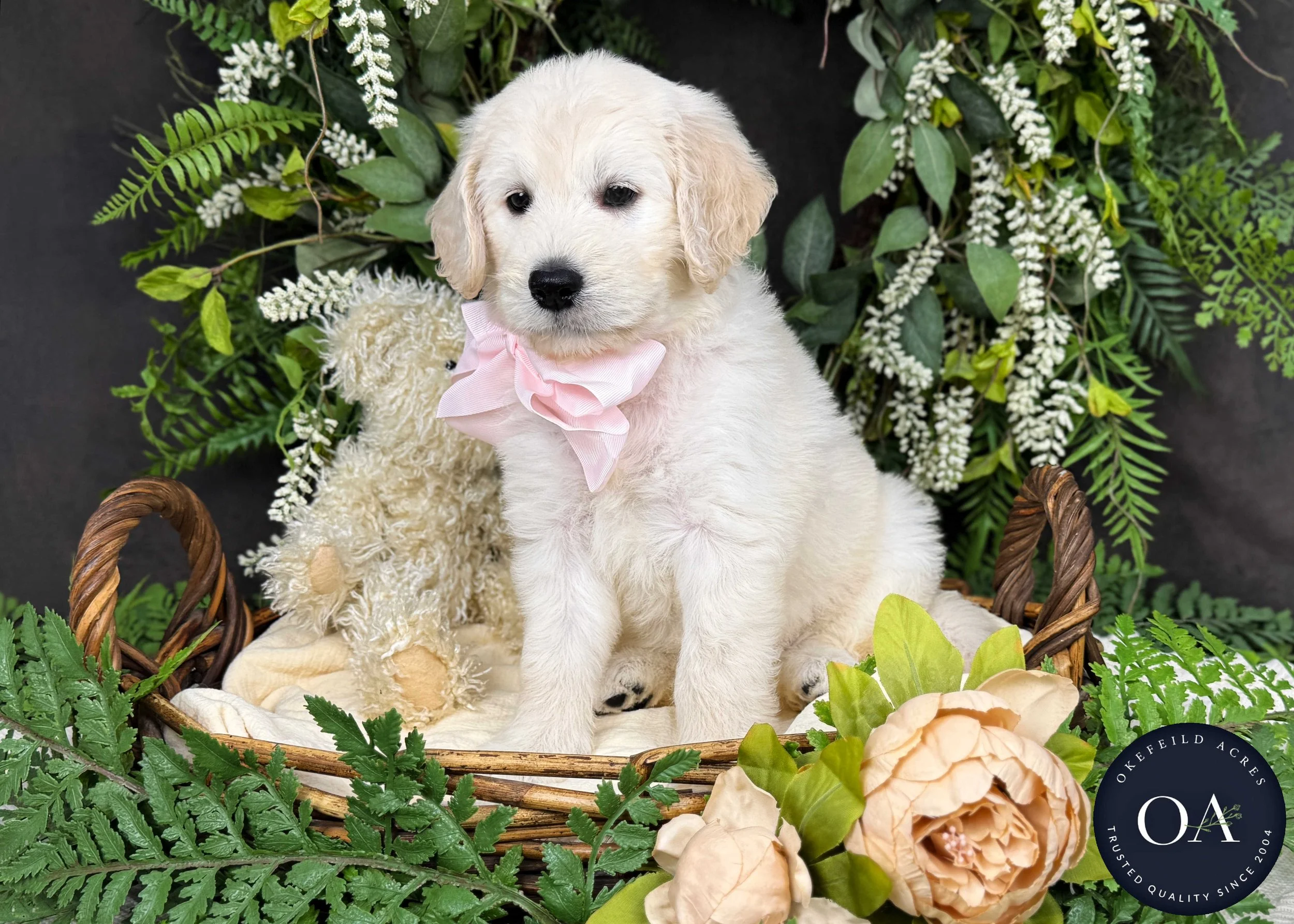Kalley-Kateryna-F1-Standard-English-Teddy-Bear-Goldendoodle-Puppy-For-Sale-Okefeild-Acres-Missouri-1.jpg