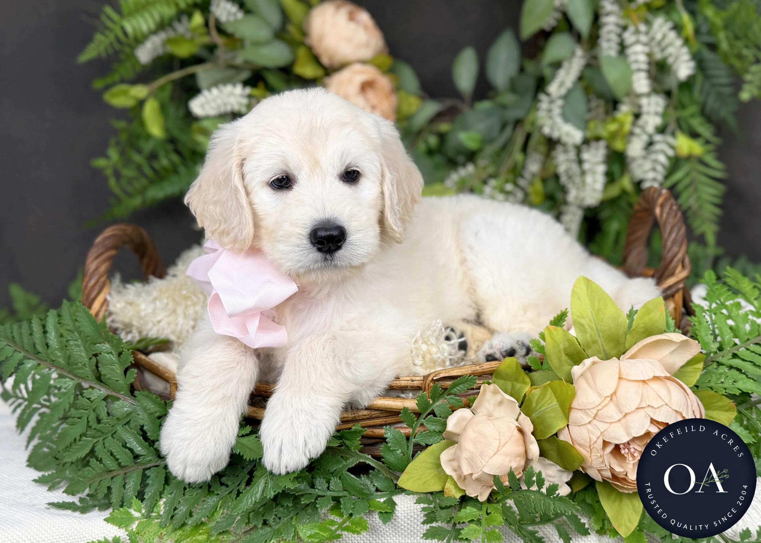 Kalley-Kateryna-F1-Standard-English-Teddy-Bear-Goldendoodle-Puppy-For-Sale-Okefeild-Acres-Missouri-3.jpg