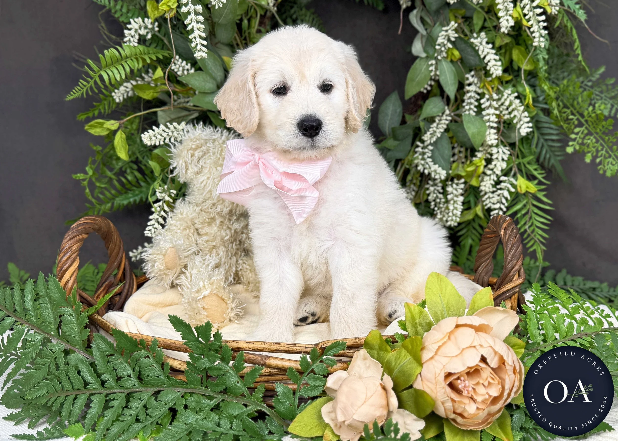Kalley-Kateryna-F1-Standard-English-Teddy-Bear-Goldendoodle-Puppy-For-Sale-Okefeild-Acres-Missouri-2.jpg