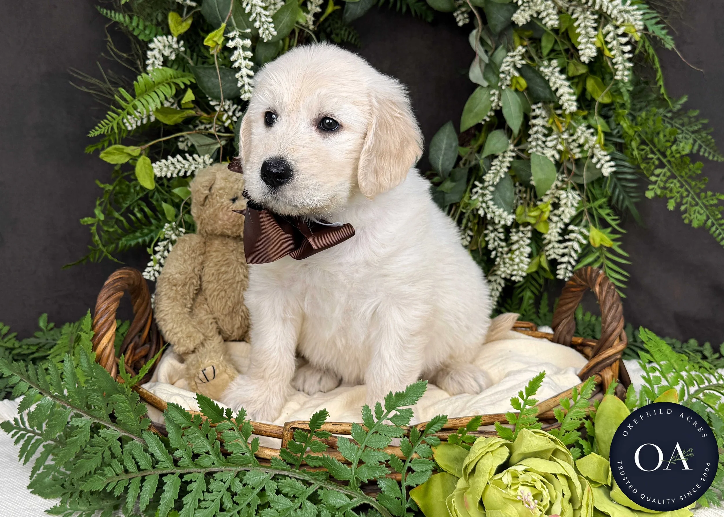 Kramer-Kateryna-F1-Standard-English-Teddy-Bear-Goldendoodle-Puppy-For-Sale-Okefeild-Acres-Missouri-1.jpg