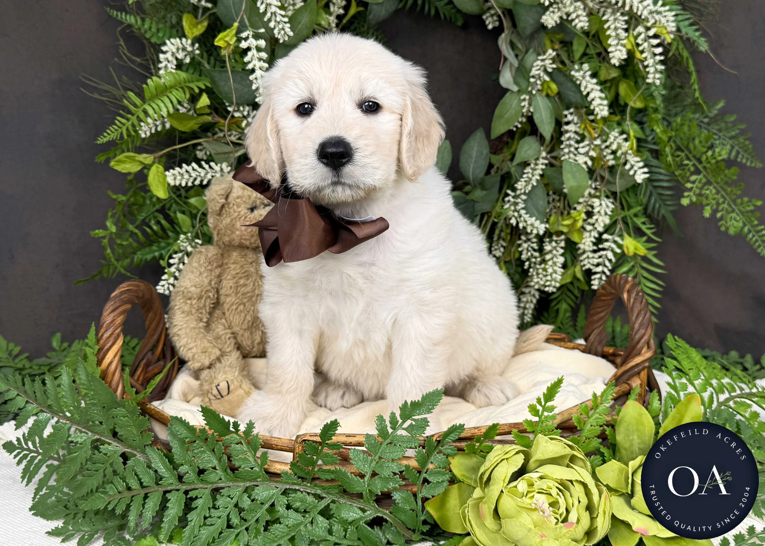 Kramer-Kateryna-F1-Standard-English-Teddy-Bear-Goldendoodle-Puppy-For-Sale-Okefeild-Acres-Missouri-2.jpg