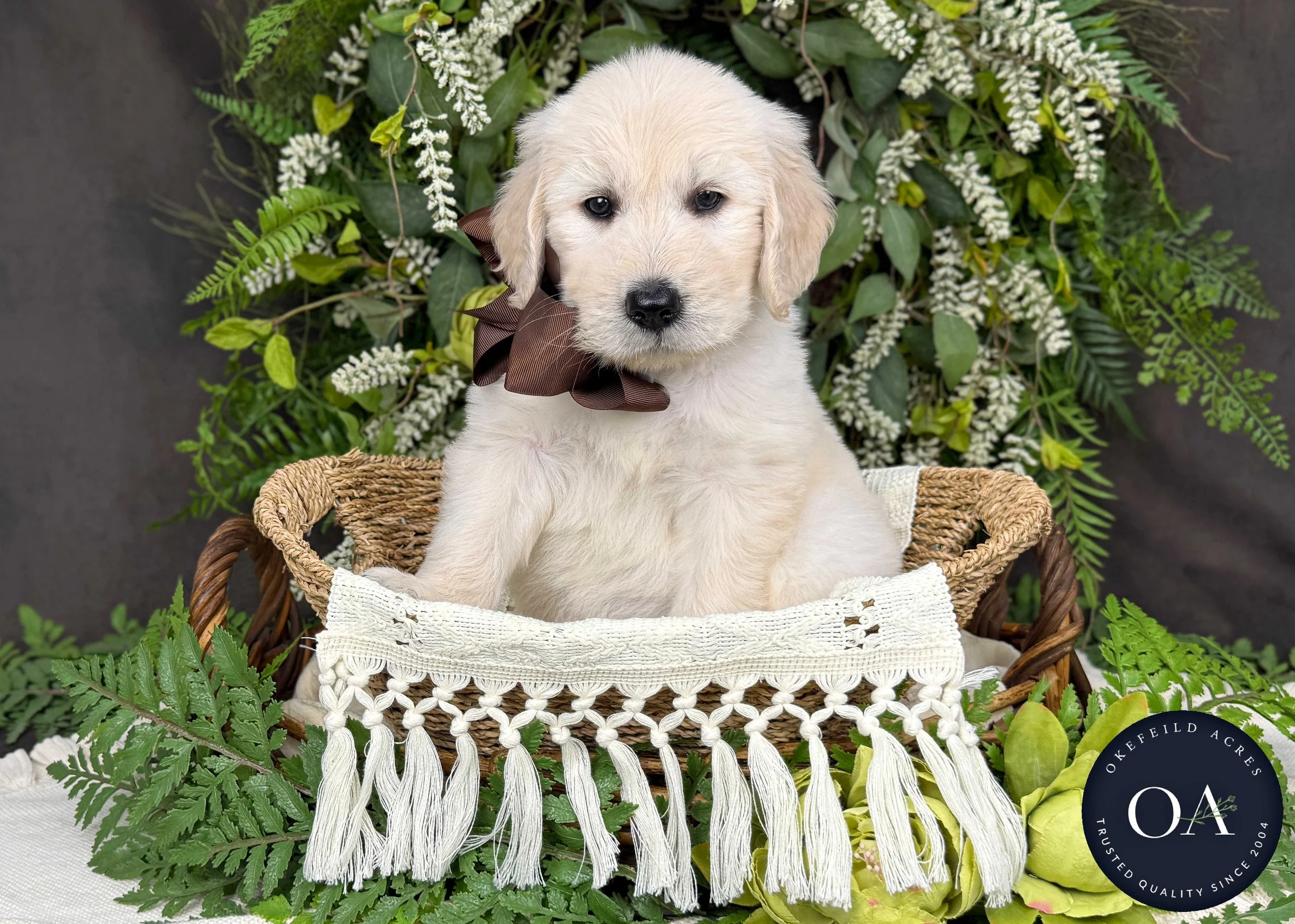 Kramer-Kateryna-F1-Standard-English-Teddy-Bear-Goldendoodle-Puppy-For-Sale-Okefeild-Acres-Missouri-4.jpg