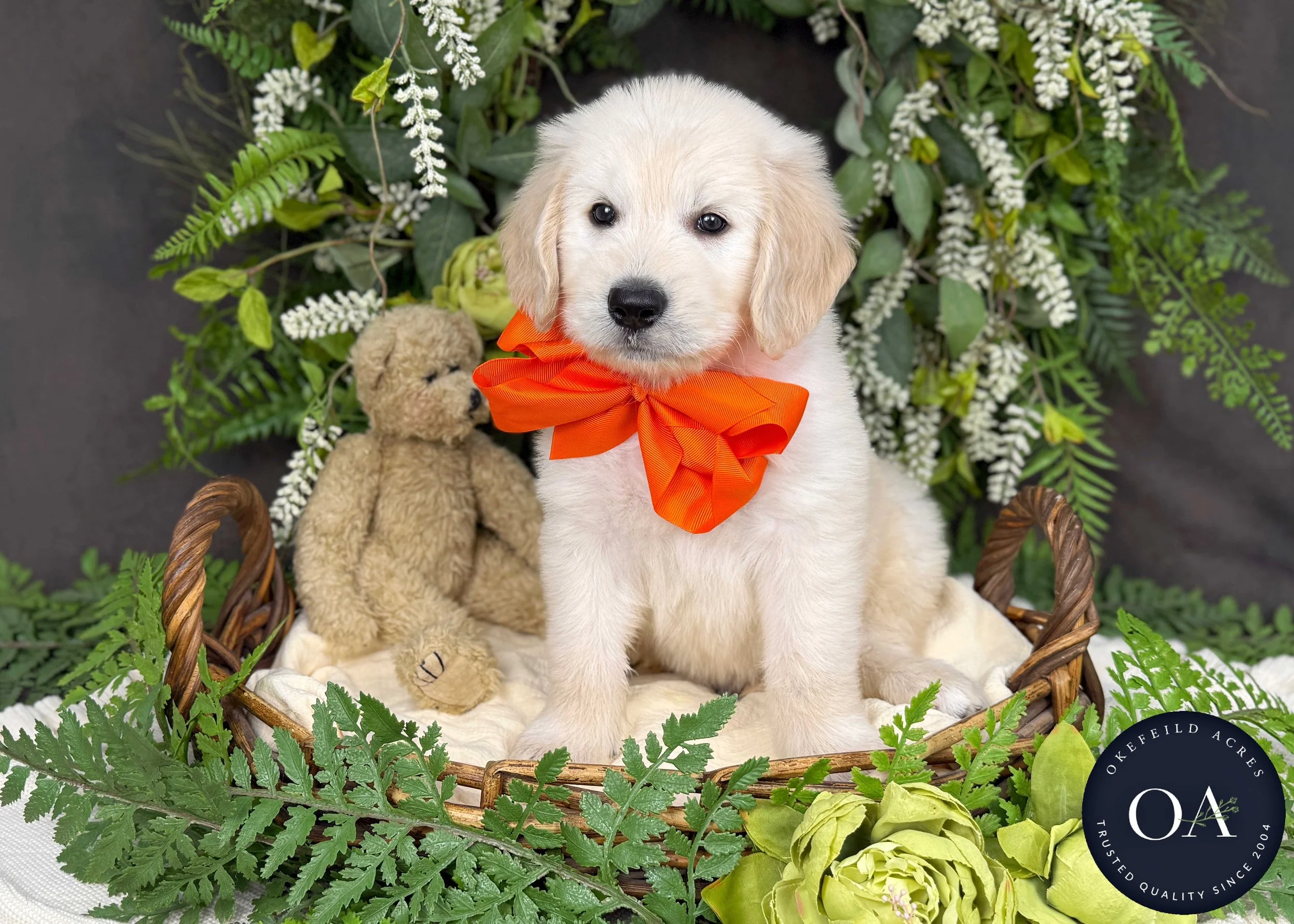 Kendall-Kateryna-F1-Standard-English-Teddy-Bear-Goldendoodle-Puppy-For-Sale-Okefeild-Acres-Missouri-1.jpg