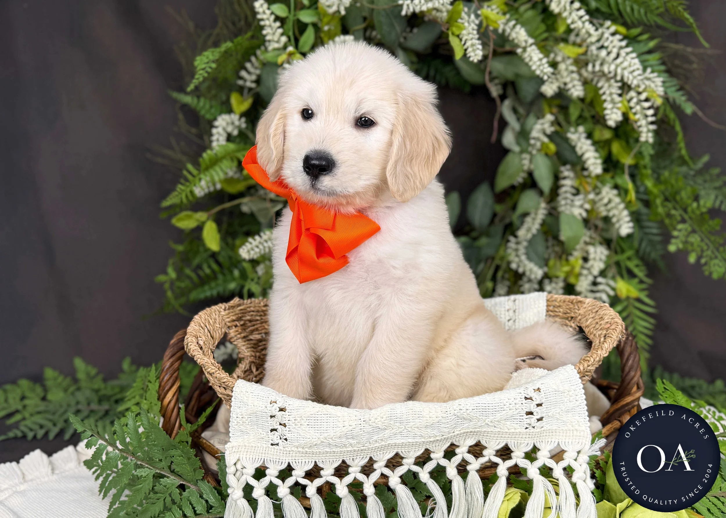 Kendall-Kateryna-F1-Standard-English-Teddy-Bear-Goldendoodle-Puppy-For-Sale-Okefeild-Acres-Missouri-3.jpg