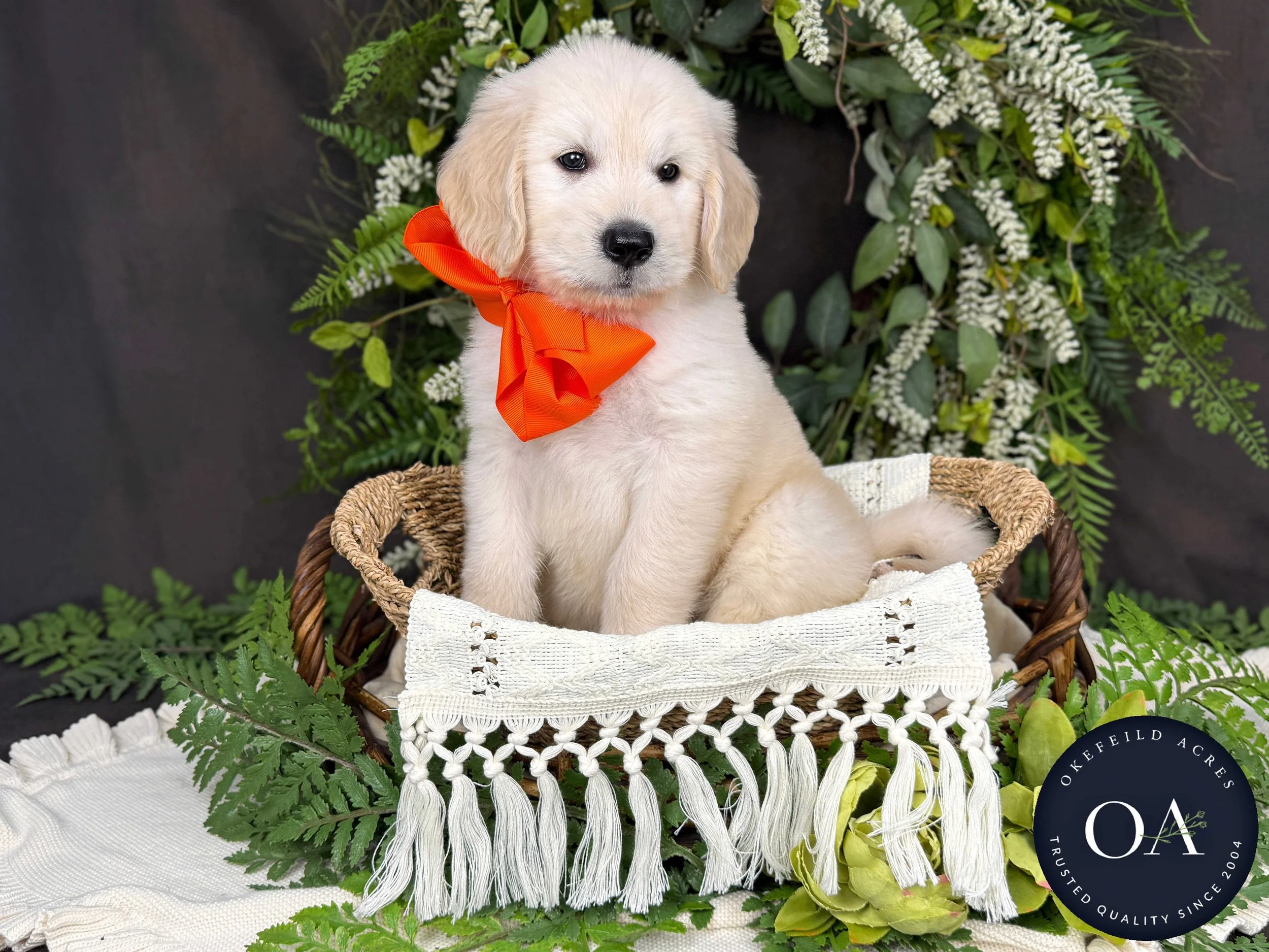 Kendall-Kateryna-F1-Standard-English-Teddy-Bear-Goldendoodle-Puppy-For-Sale-Okefeild-Acres-Missouri-4.jpg