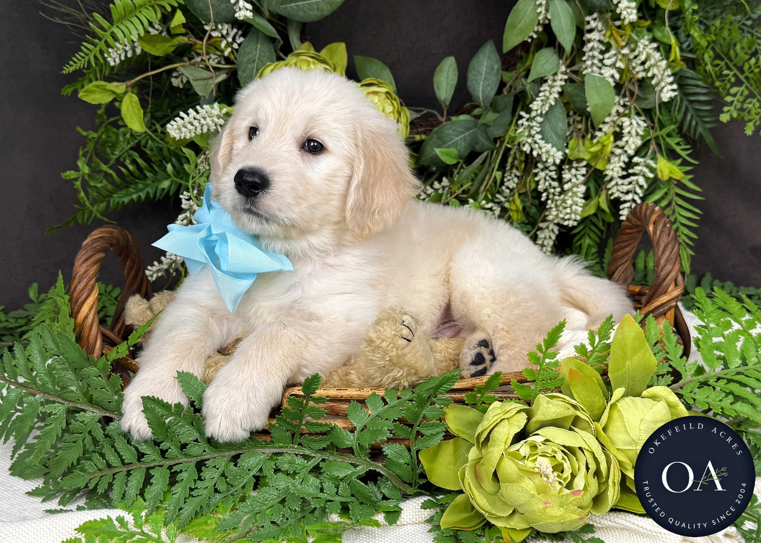 Kacy-Kateryna-F1-Standard-English-Teddy-Bear-Goldendoodle-Puppy-For-Sale-Okefeild-Acres-Missouri-2.jpg