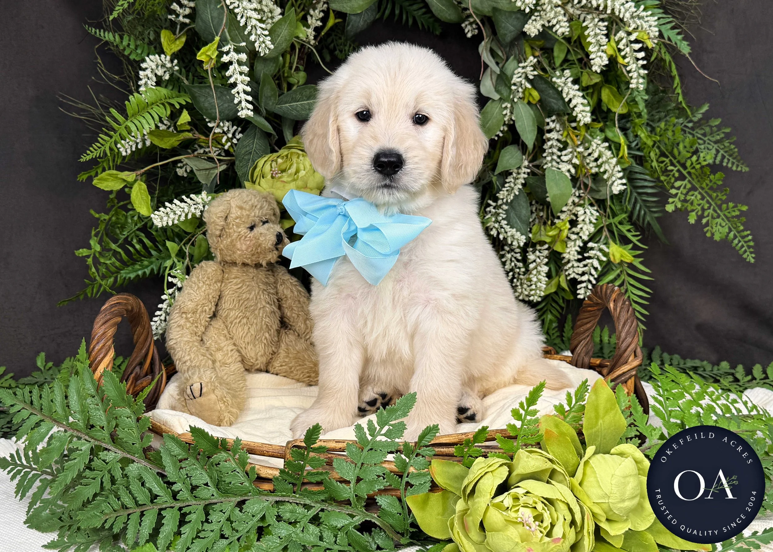 Kacy-Kateryna-F1-Standard-English-Teddy-Bear-Goldendoodle-Puppy-For-Sale-Okefeild-Acres-Missouri-1.jpg