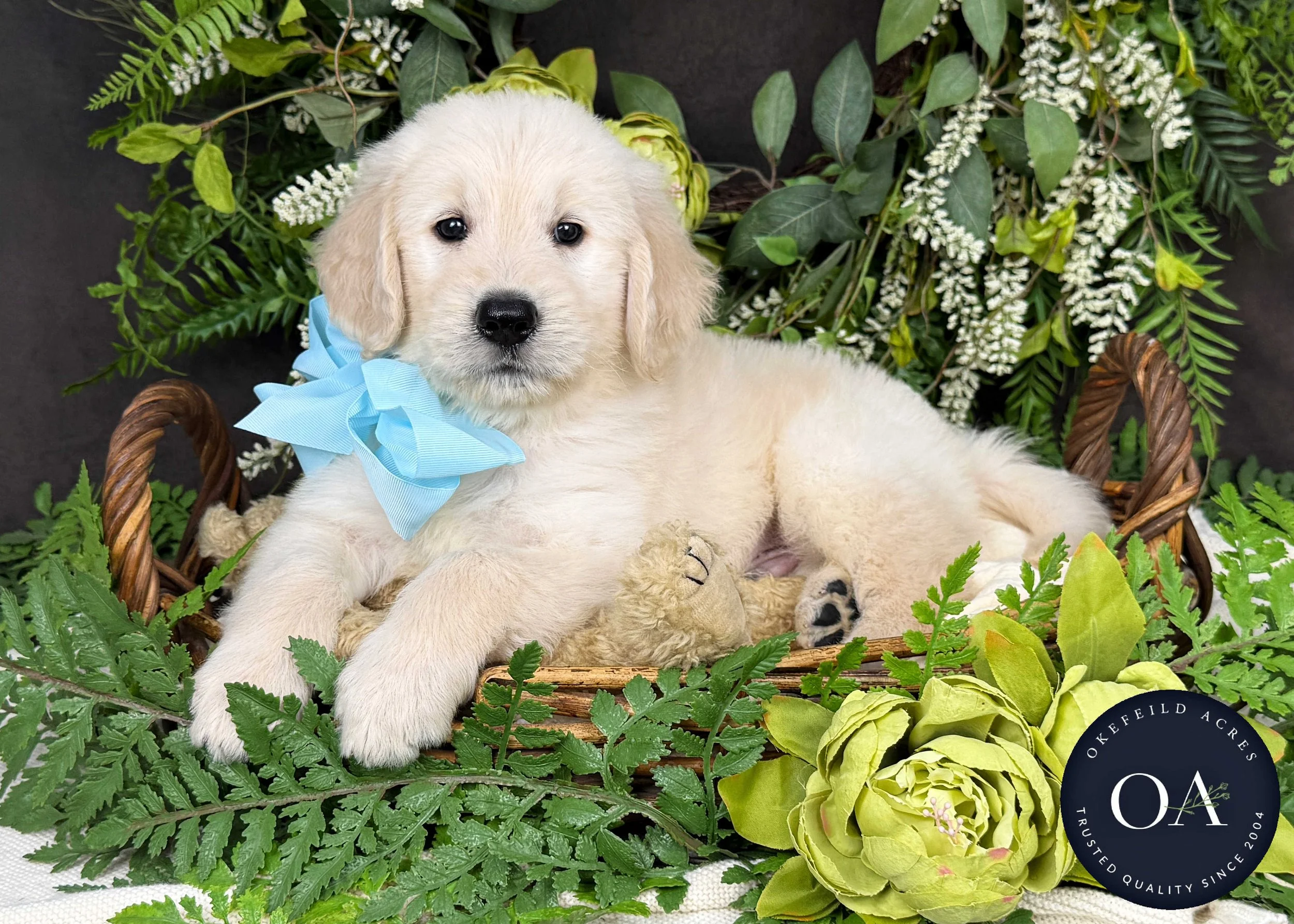 Kacy-Kateryna-F1-Standard-English-Teddy-Bear-Goldendoodle-Puppy-For-Sale-Okefeild-Acres-Missouri-3.jpg