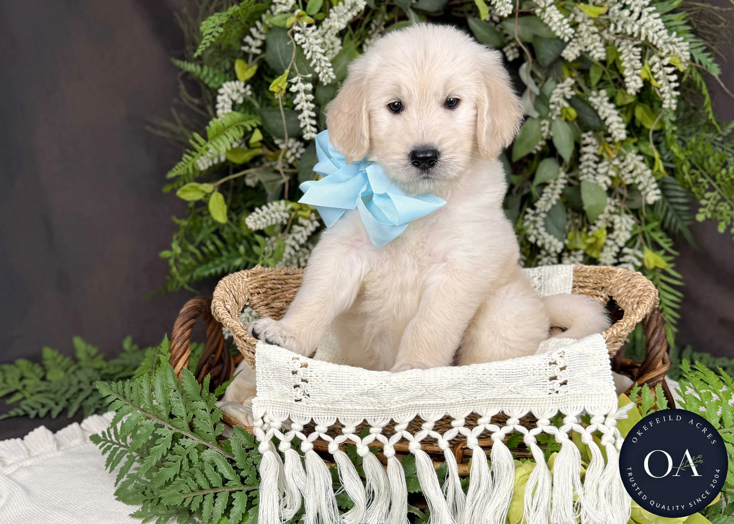 Kacy-Kateryna-F1-Standard-English-Teddy-Bear-Goldendoodle-Puppy-For-Sale-Okefeild-Acres-Missouri-4.jpg