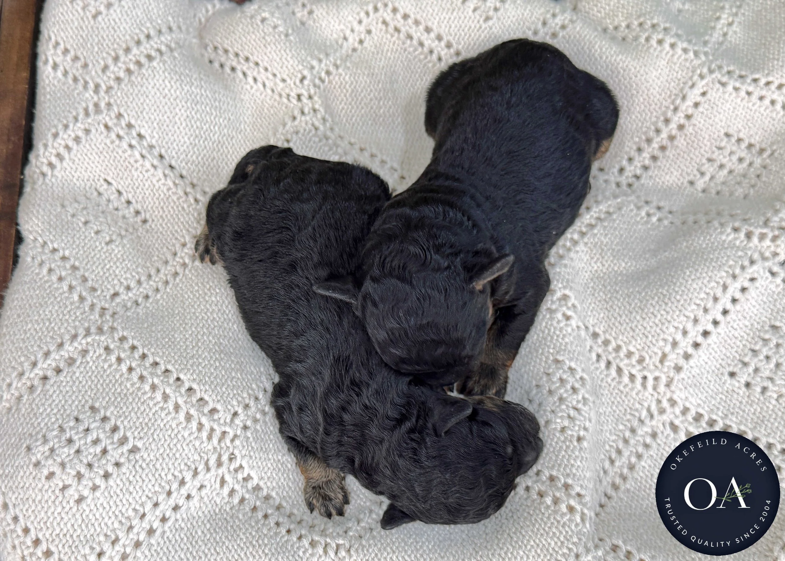 Roxie-Blk-Ph-Male-F2b-Small-English-Teddy-Bear-Goldendoodle-Puppies-For-Sale-Okefeild-Acres-Missouri-1.jpg