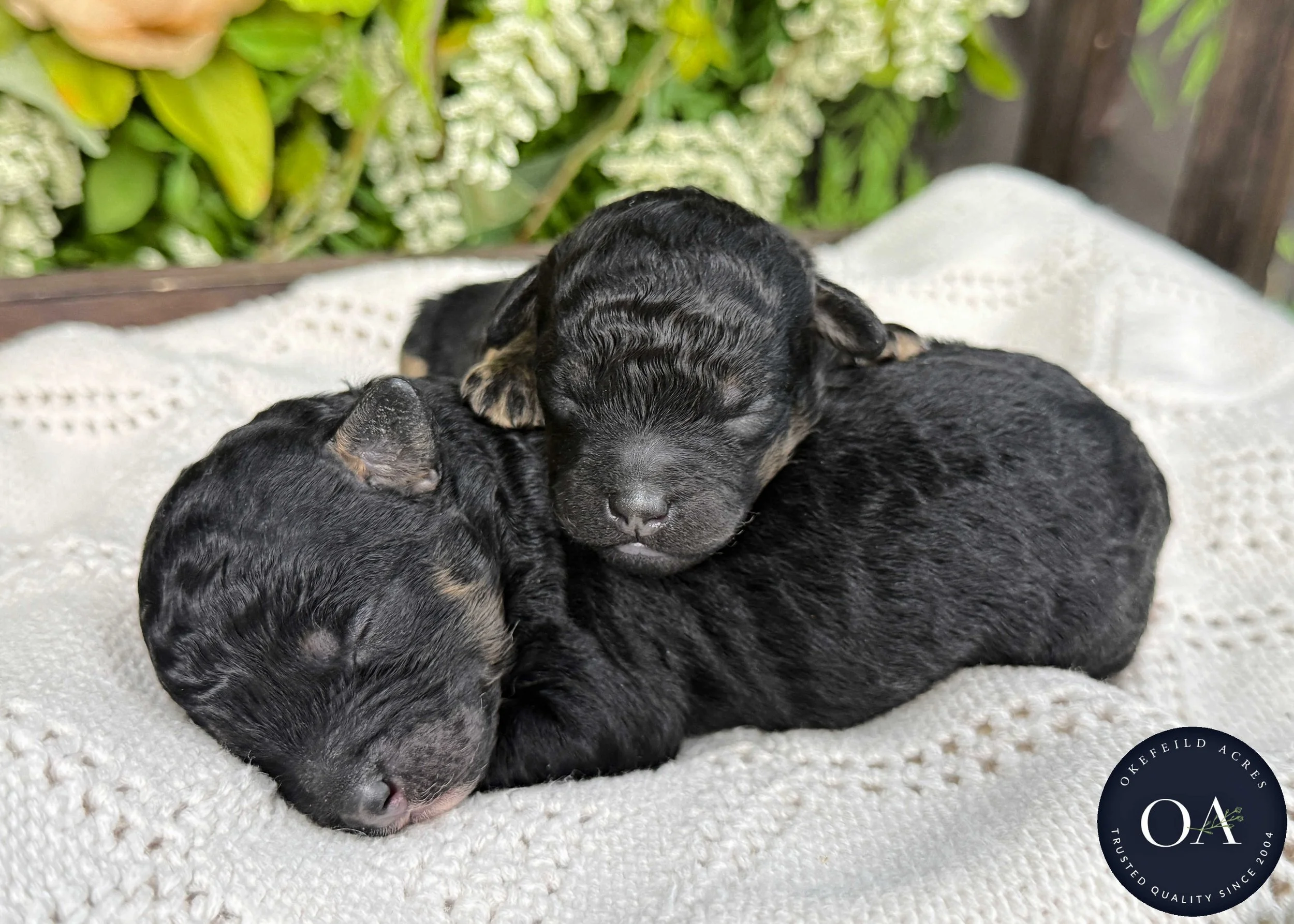 Roxie-Blk-Ph-Male-F2b-Small-English-Teddy-Bear-Goldendoodle-Puppies-For-Sale-Okefeild-Acres-Missouri-3.jpg