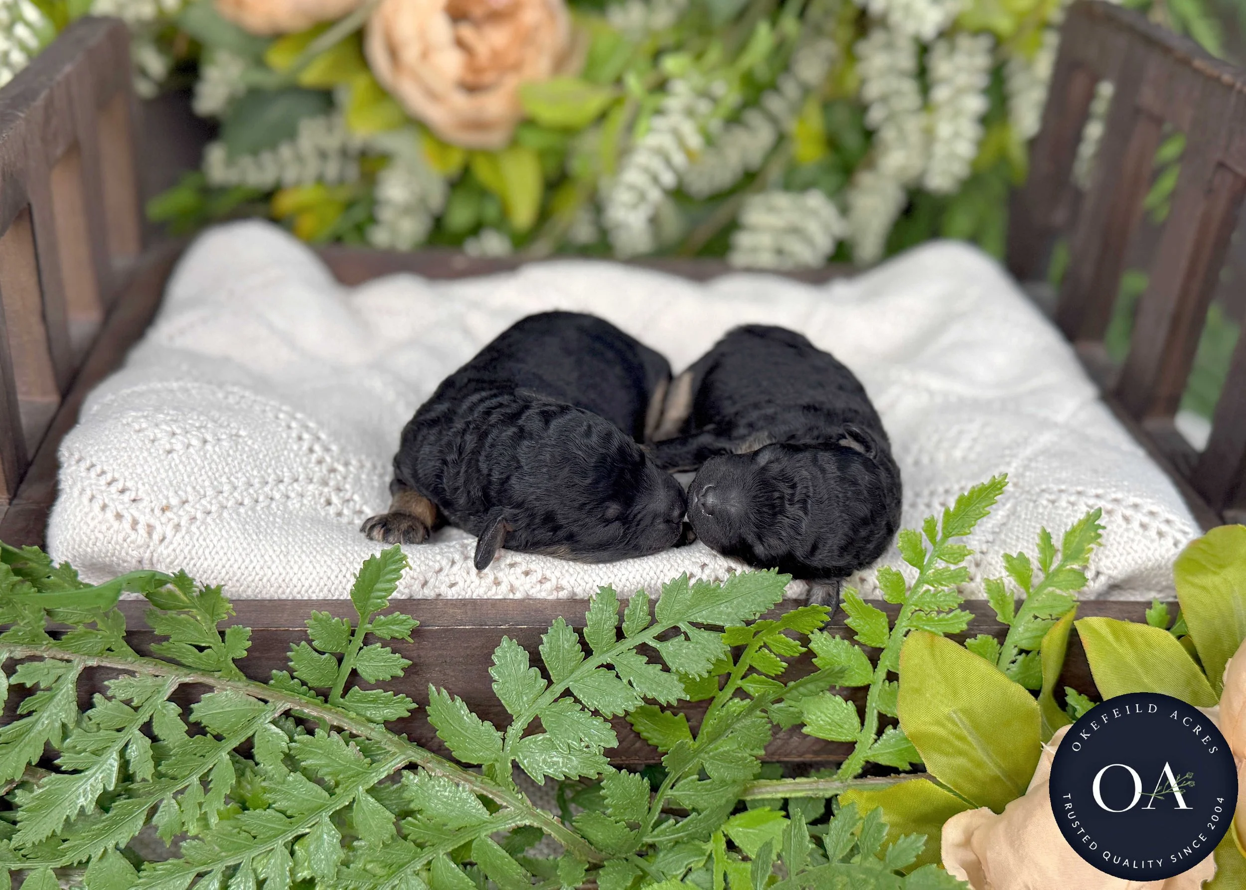 Roxie-Blk-Ph-Male-F2b-Small-English-Teddy-Bear-Goldendoodle-Puppies-For-Sale-Okefeild-Acres-Missouri-4.jpg
