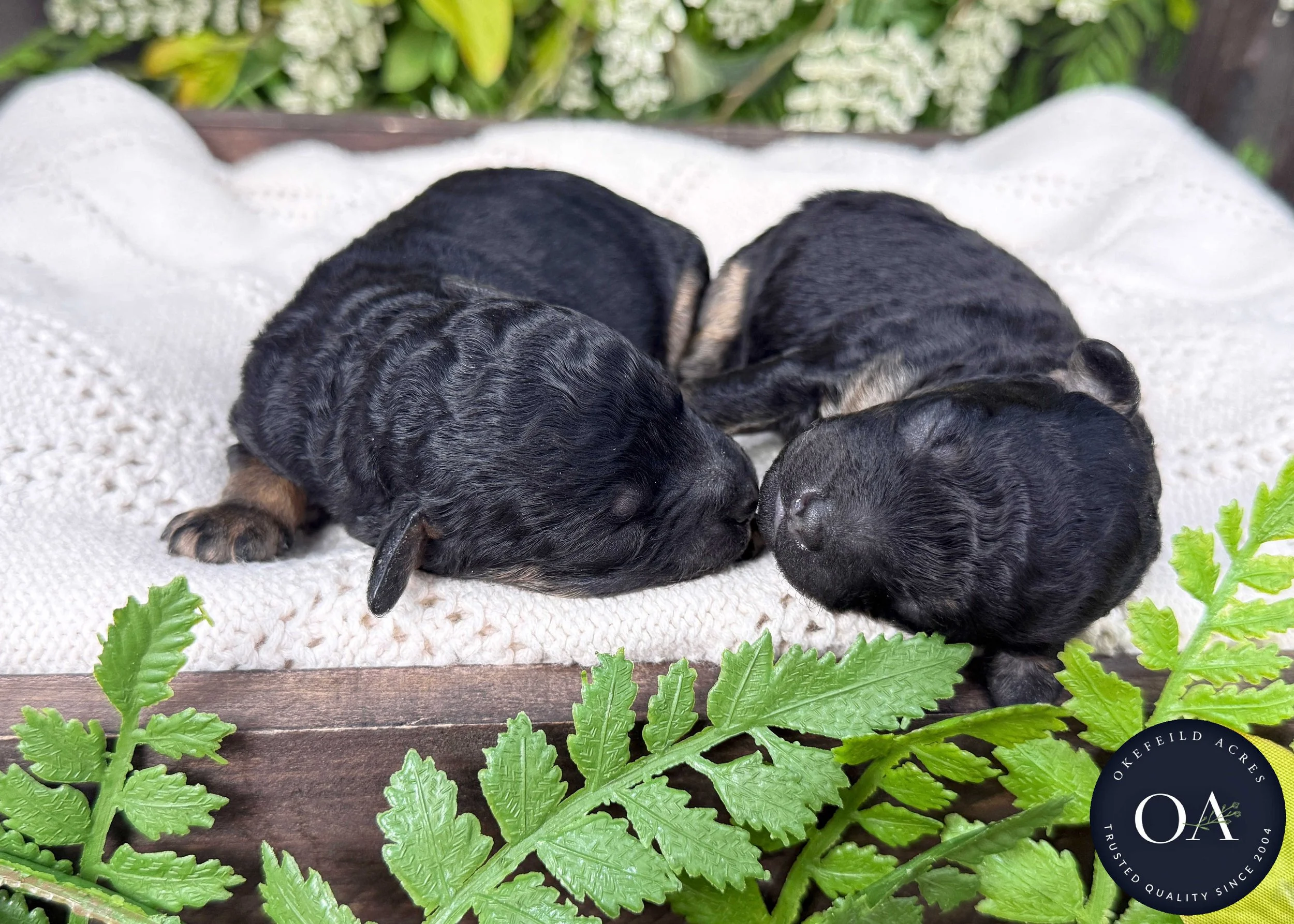 Roxie-Blk-Ph-Male-F2b-Small-English-Teddy-Bear-Goldendoodle-Puppies-For-Sale-Okefeild-Acres-Missouri-5.jpg