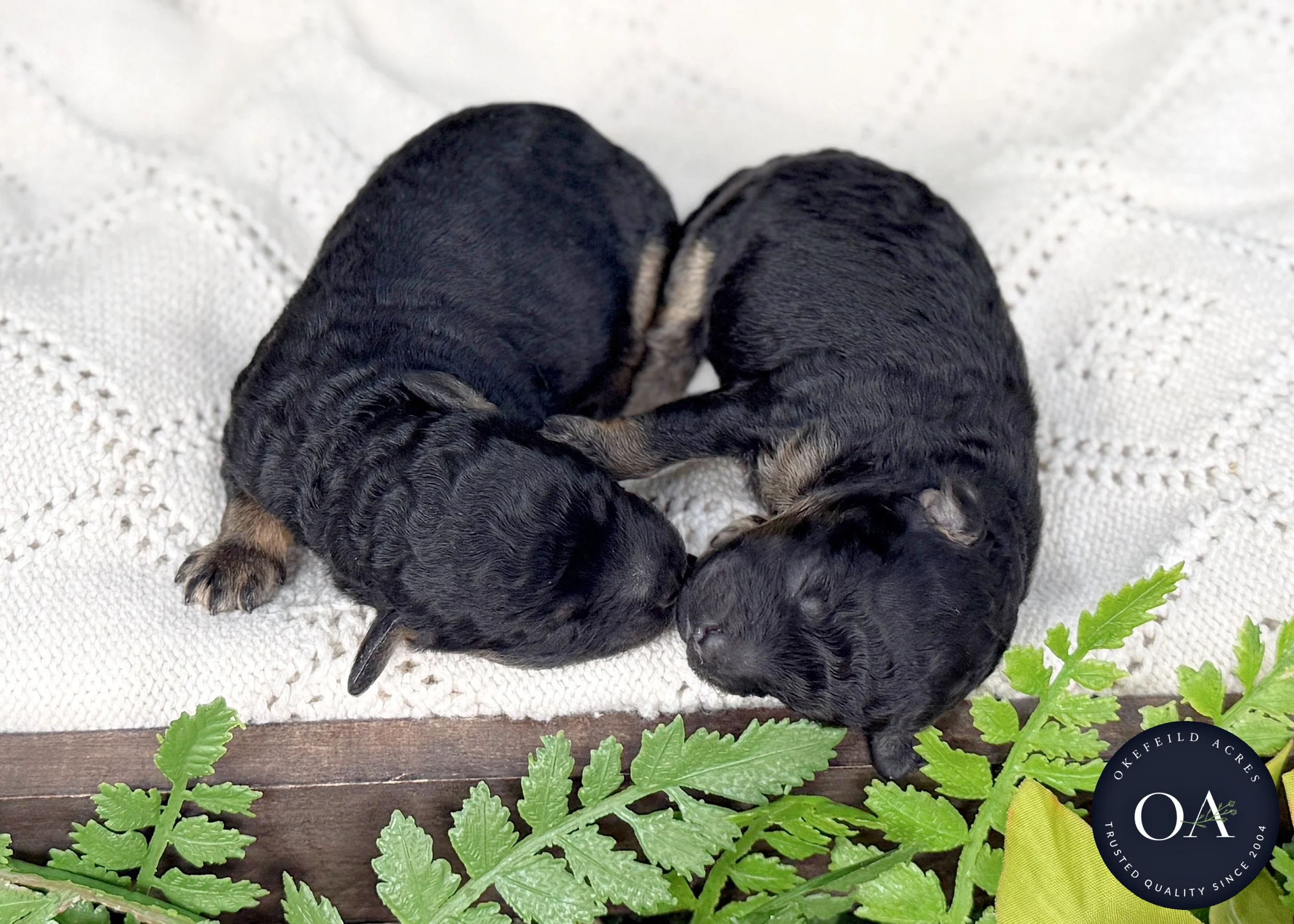 Roxie-Blk-Ph-Male-F2b-Small-English-Teddy-Bear-Goldendoodle-Puppies-For-Sale-Okefeild-Acres-Missouri-6.jpg