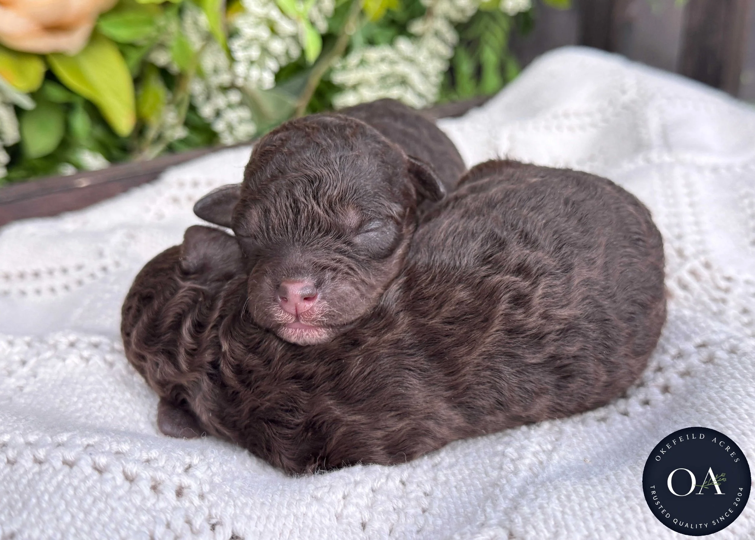 Roxie-Br-Ph-Fem-F2b-Small-English-Teddy-Bear-Goldendoodle-Puppies-For-Sale-Okefeild-Acres-Missouri-2.jpg