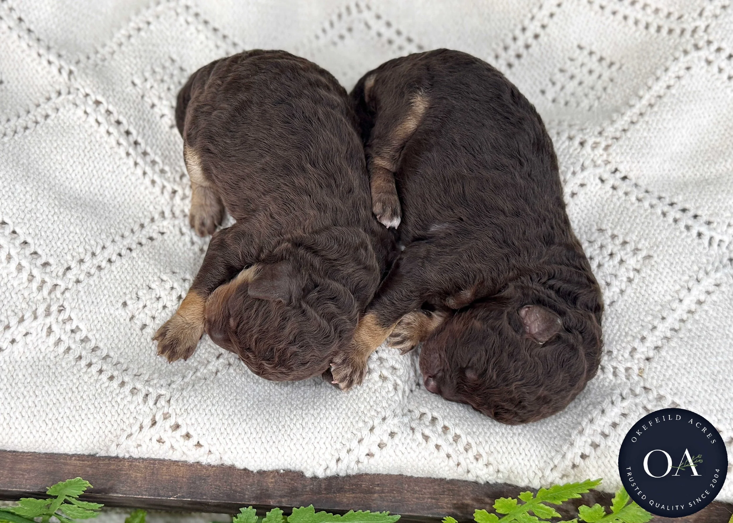 Roxie-Br-Ph-Fem-F2b-Small-English-Teddy-Bear-Goldendoodle-Puppies-For-Sale-Okefeild-Acres-Missouri-4.jpg