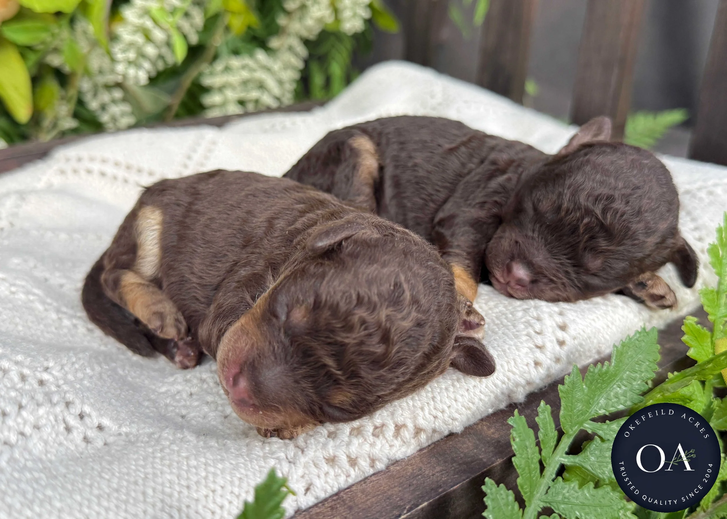 Roxie-Br-Ph-Fem-F2b-Small-English-Teddy-Bear-Goldendoodle-Puppies-For-Sale-Okefeild-Acres-Missouri-6.jpg
