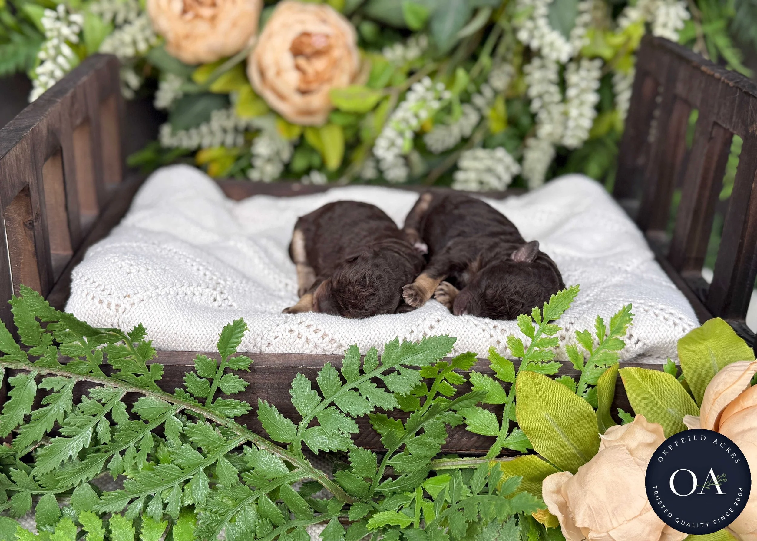 Roxie-Br-Ph-Fem-F2b-Small-English-Teddy-Bear-Goldendoodle-Puppies-For-Sale-Okefeild-Acres-Missouri-5.jpg