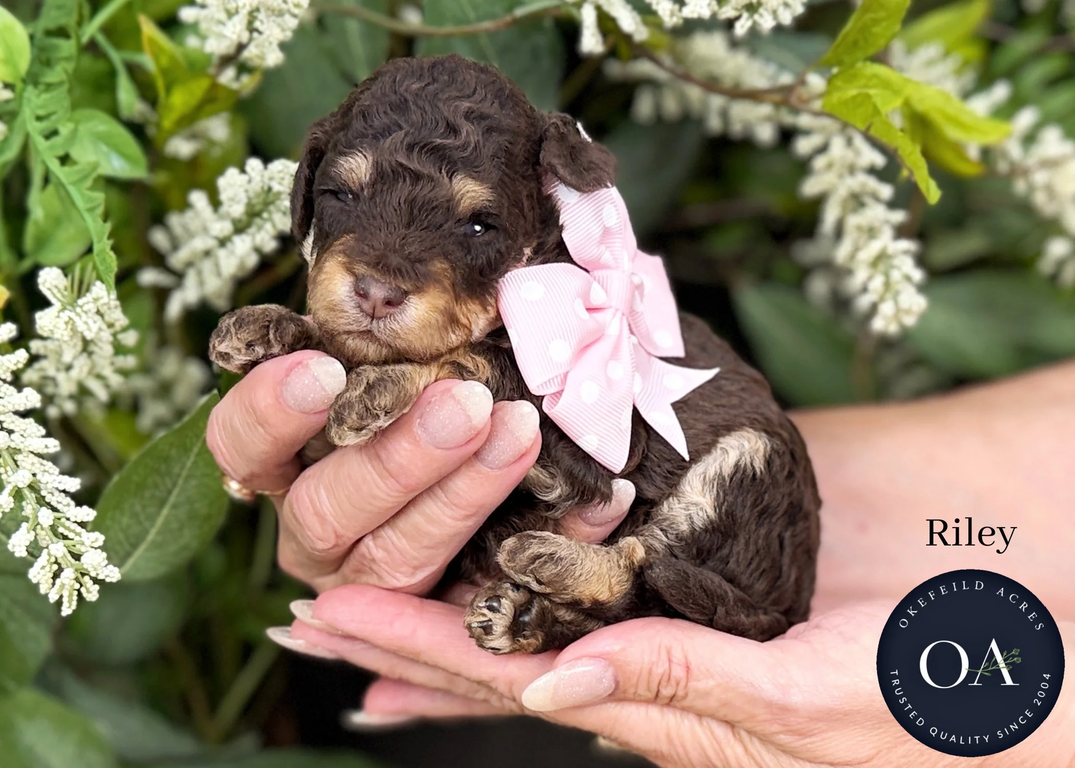 Riley-F2b-Small-English-Teddy-Bear-Goldendoodle-Puppy-For-Sale-Okefeild-Acres-Missouri.jpg (Copy) (Copy)